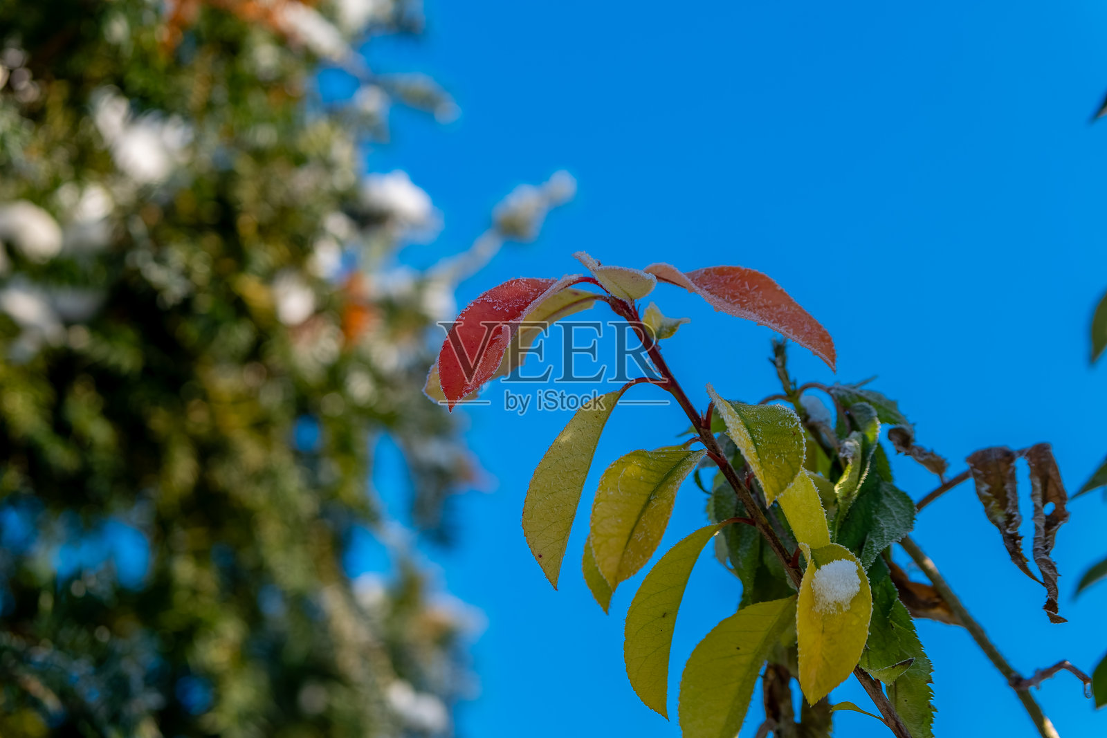 明亮的树叶在宁静的花园环境中显示出初秋的迹象，背景是蓝天。照片摄影图片