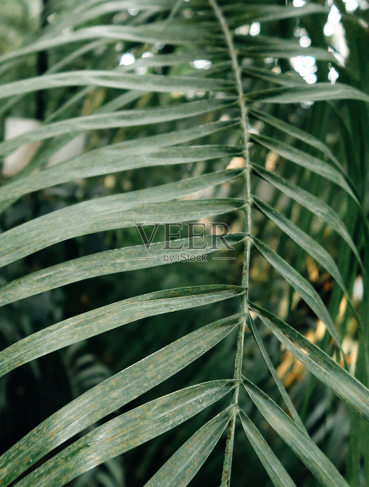 植物生命照片摄影图片