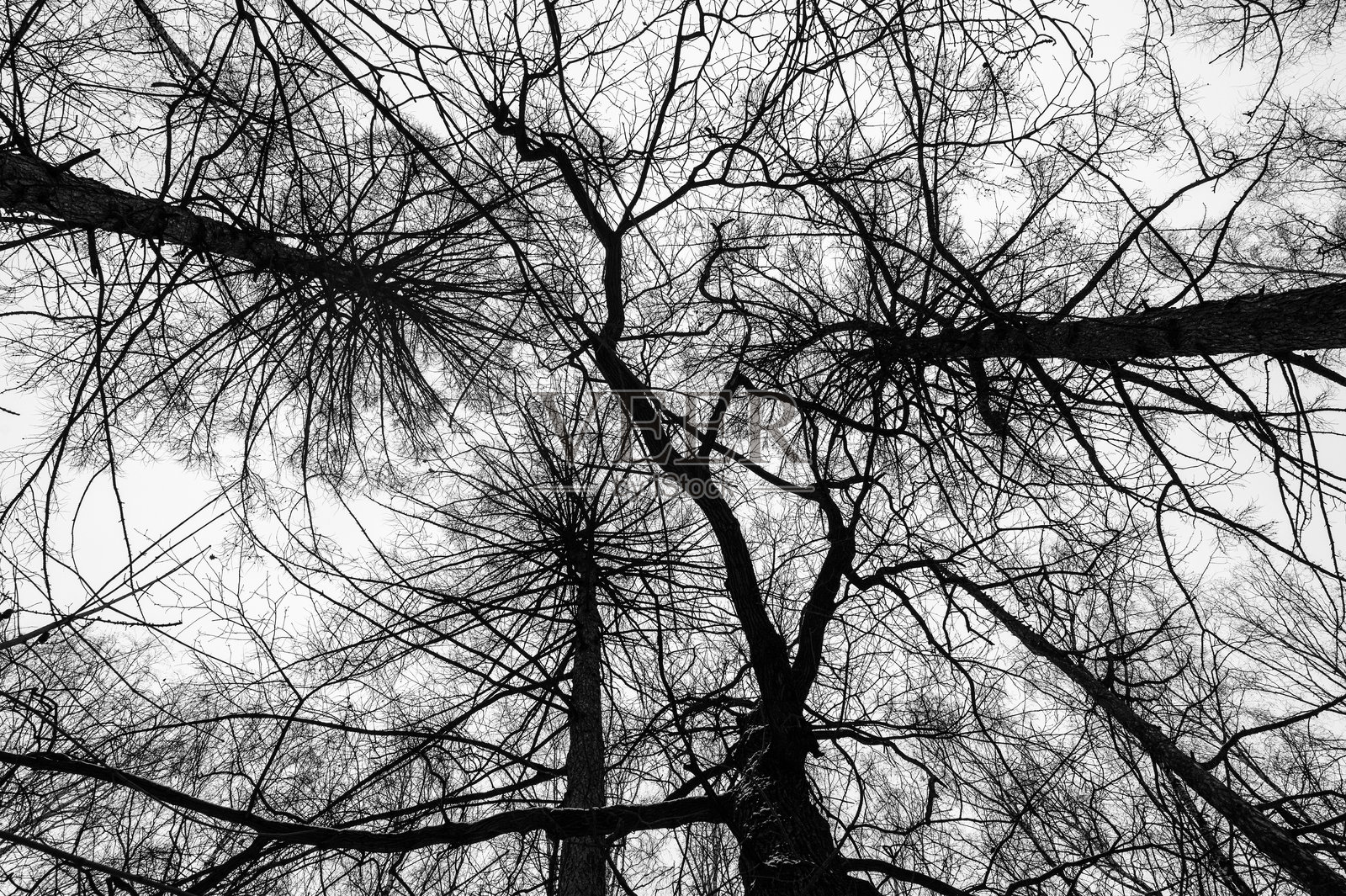 黑色树枝孤立在白色背景上。照片摄影图片