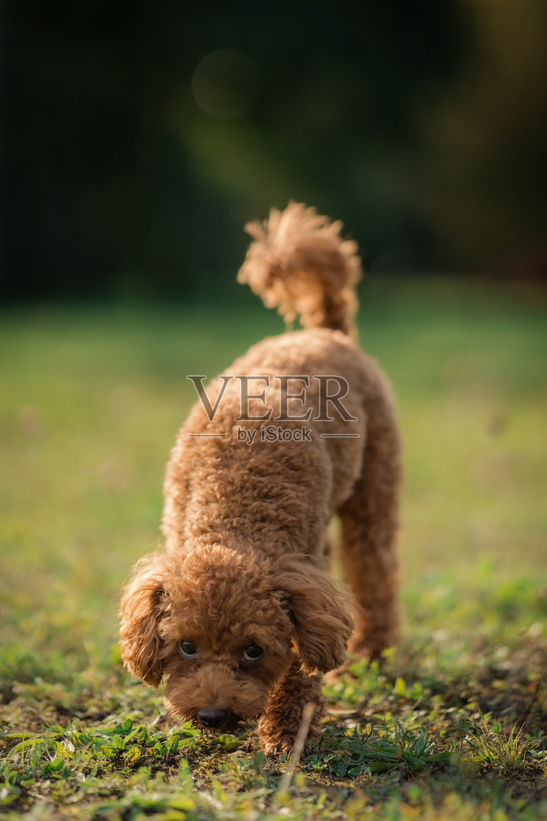 一只棕色的玩具贵宾犬在嗅草地，抬头看。活泼的玩具贵宾幼犬在公共公园散步。玩具贵宾犬在户外训练和玩耍。照片摄影图片