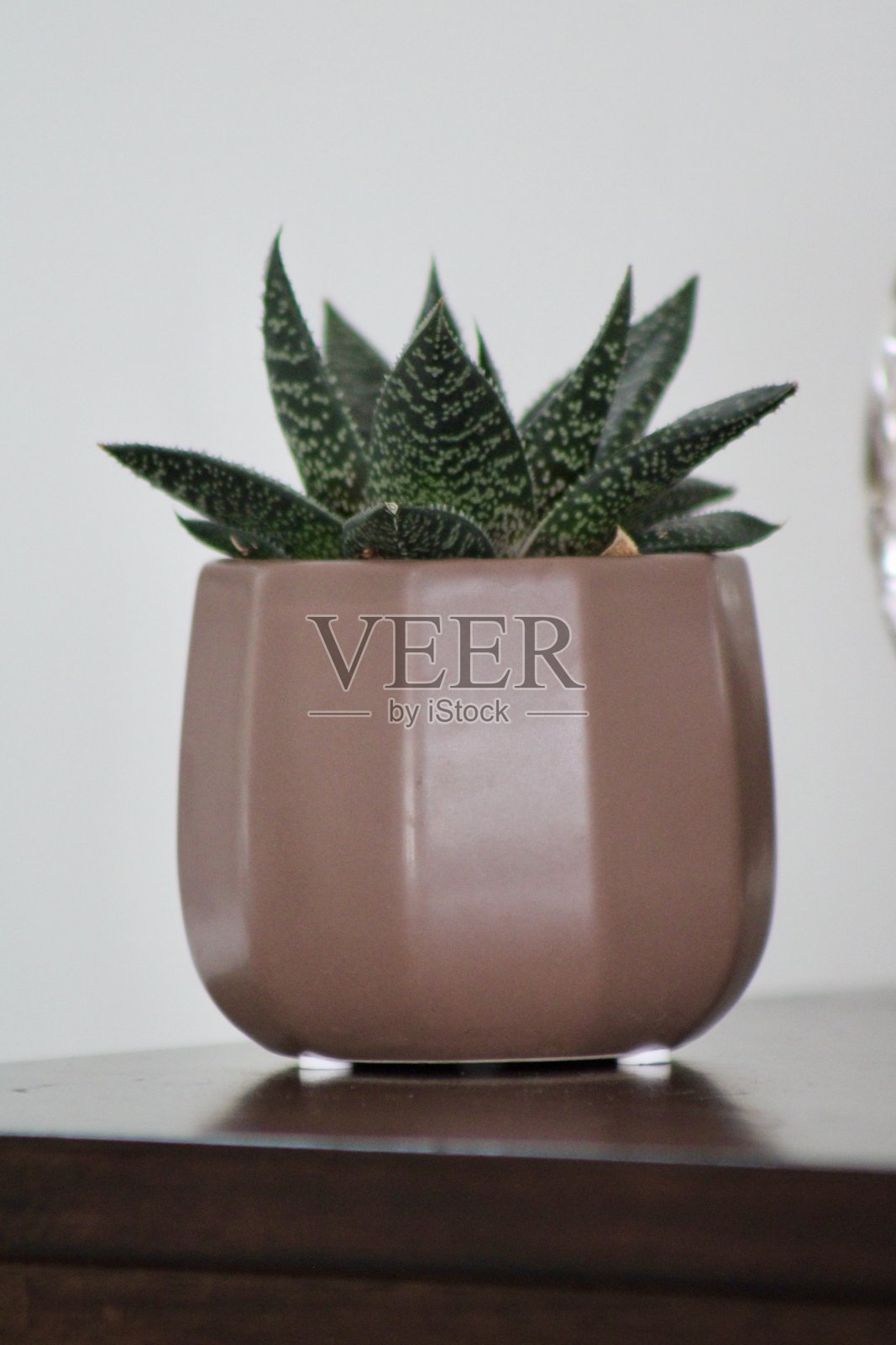 Gasteraloe 多肉植物照片摄影图片