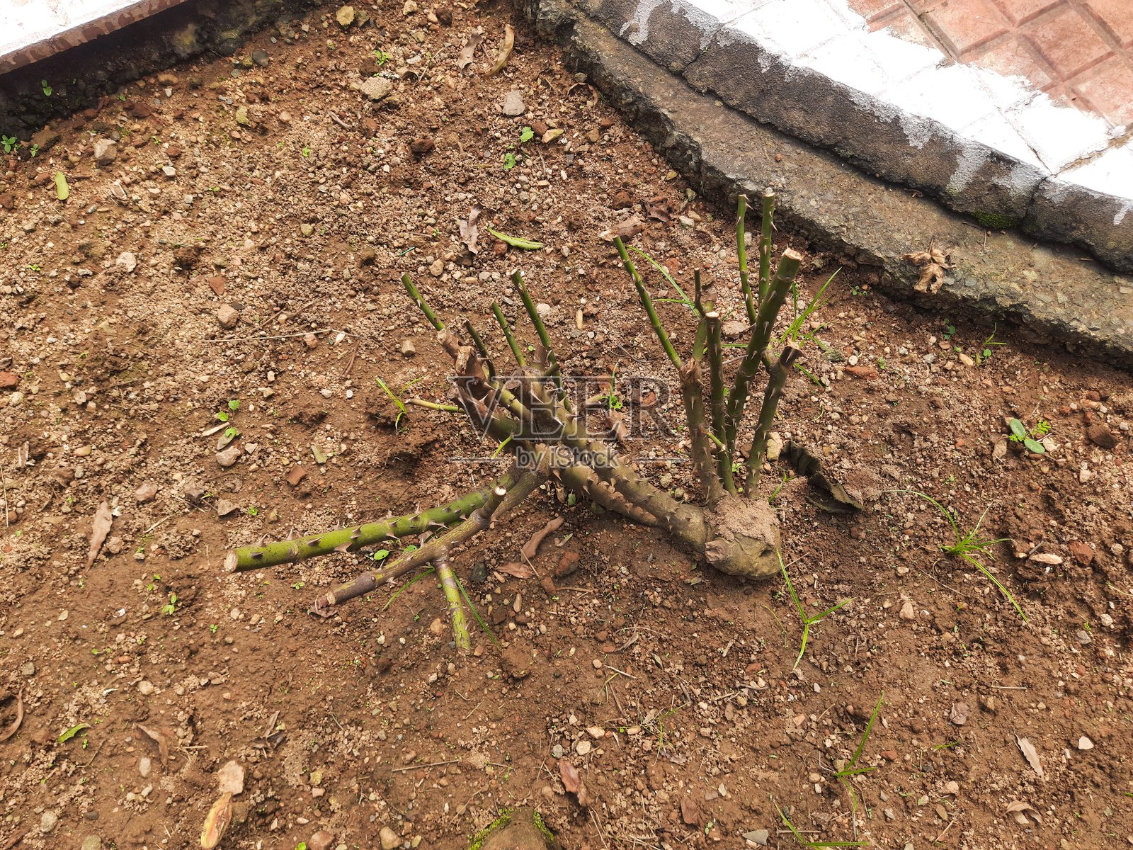 花园中的年轻玫瑰灌木。照片摄影图片