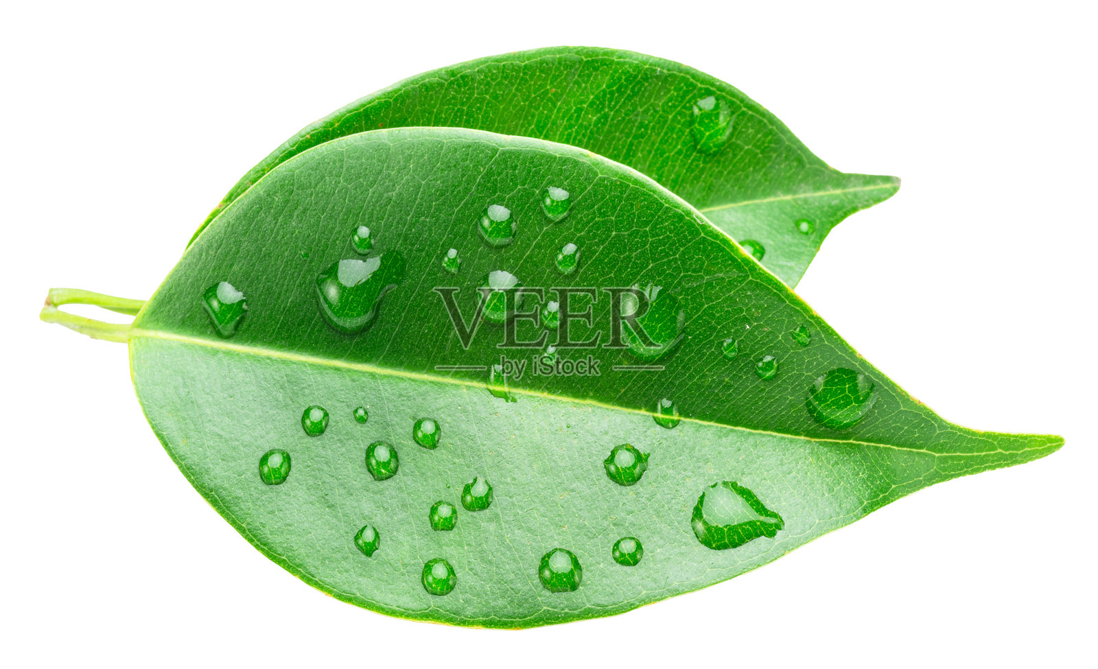 白色背景上覆盖水滴的榕树叶子，文件包含抠图路径。照片摄影图片