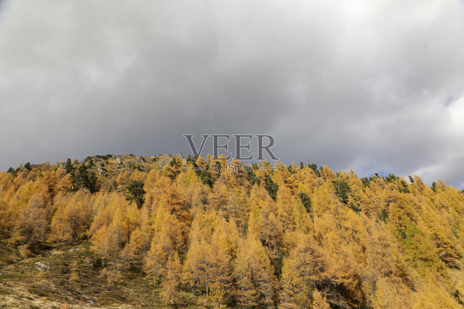 阿罗拉的秋天照片摄影图片