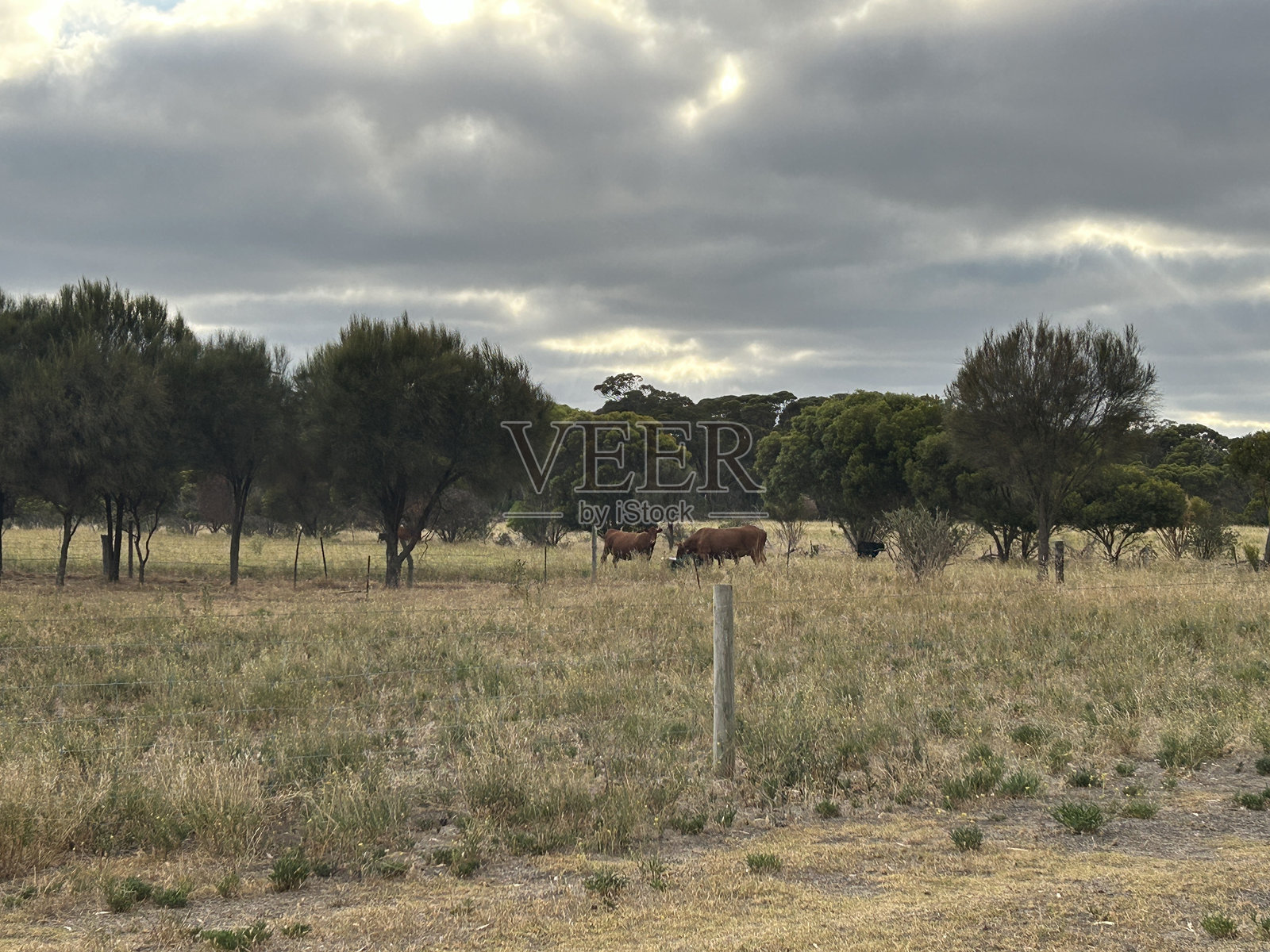 袋鼠岛——澳大利亚第三大岛——常被评选为世界最佳岛屿之一，以其迷人的海滩、地道的美食和饮品体验以及原始而狂野的土地而闻名。照片摄影图片