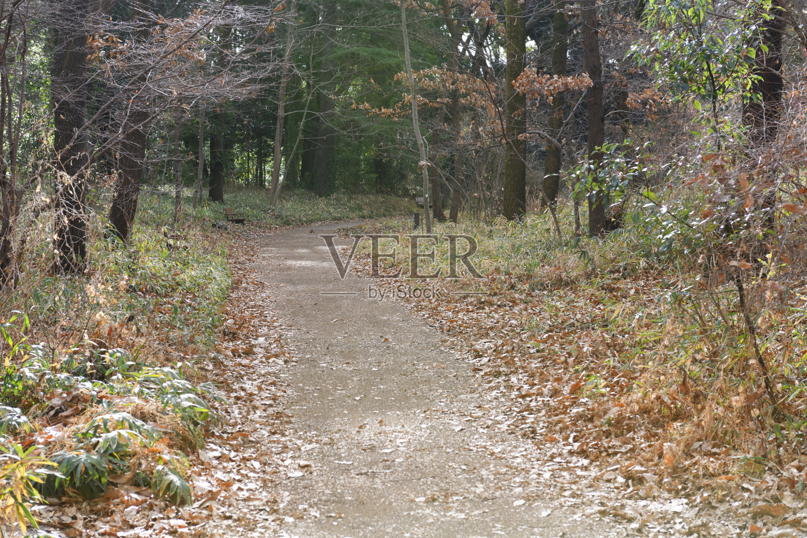 通往森林的道路照片摄影图片