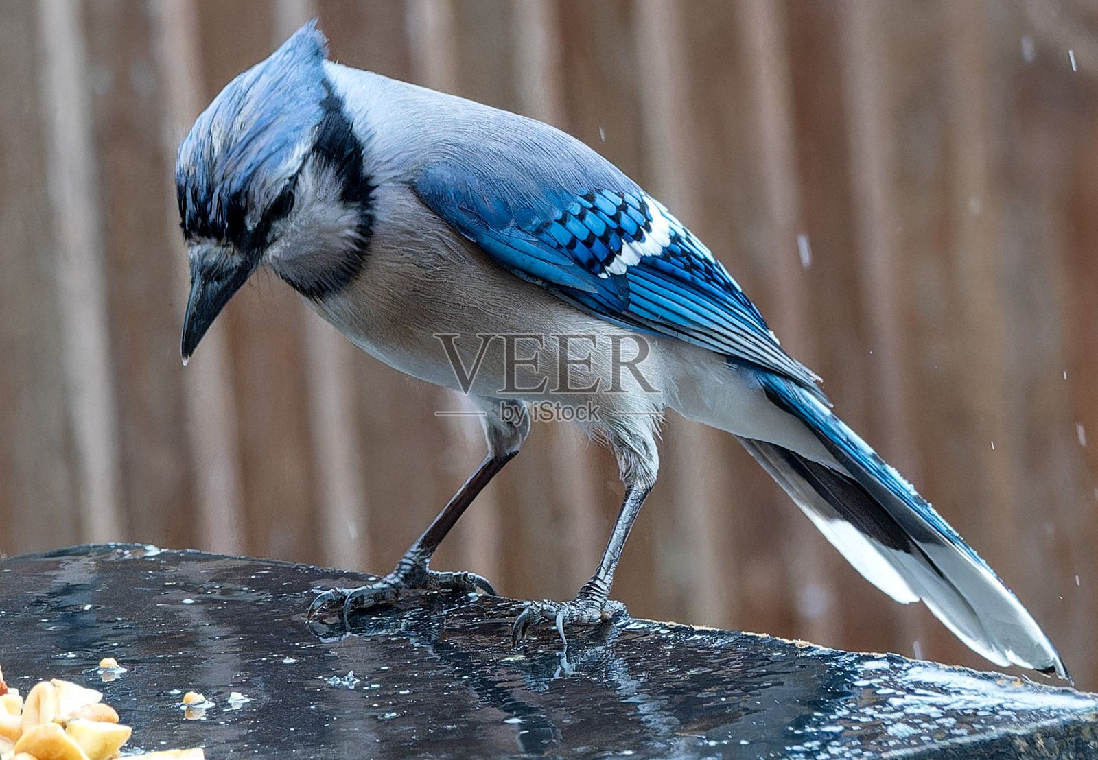 后院甲板上的蓝松鸦照片摄影图片