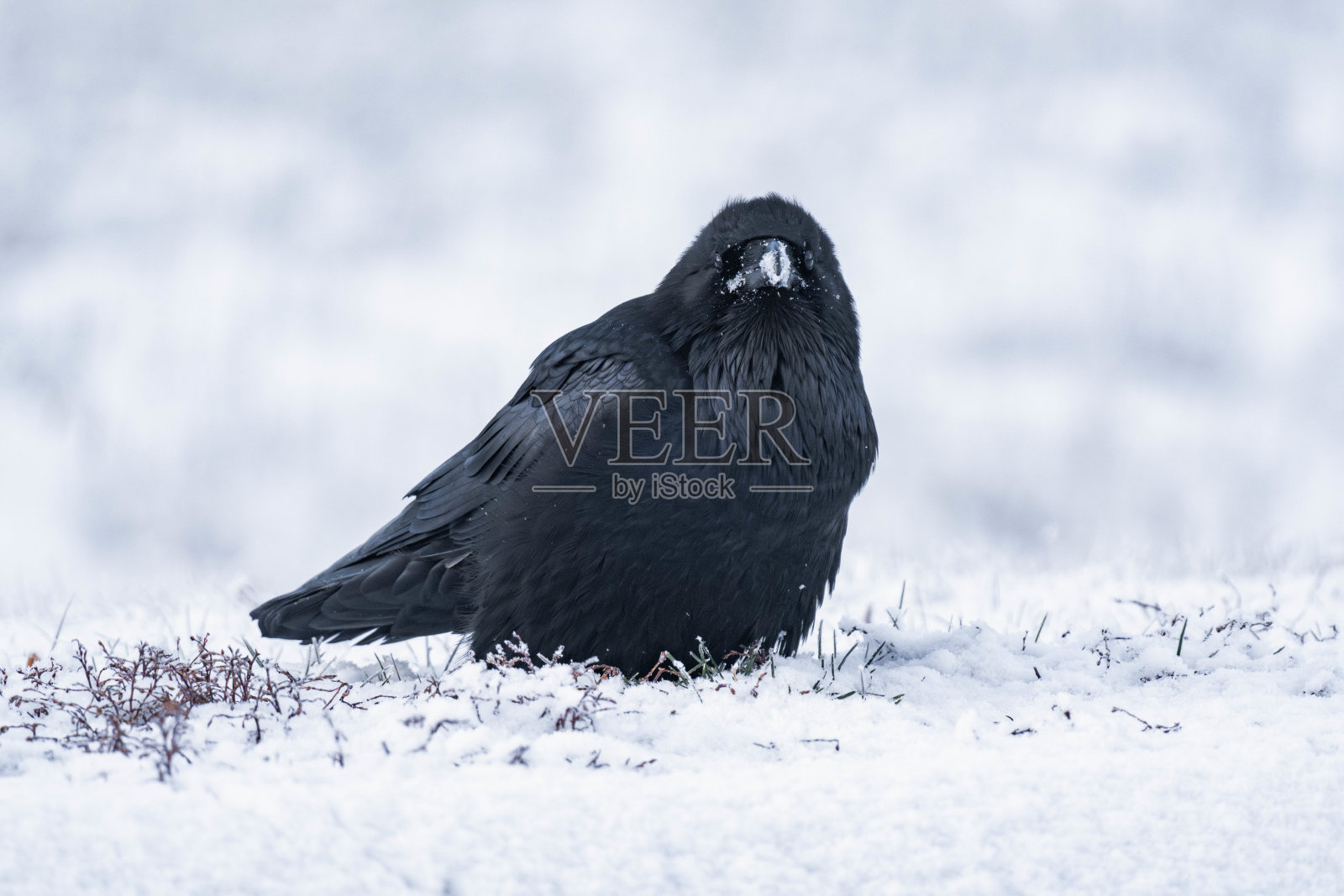 在加拿大阿尔伯塔省的雪地里站着的普通乌鸦或北方乌鸦（Corvus corax）照片摄影图片