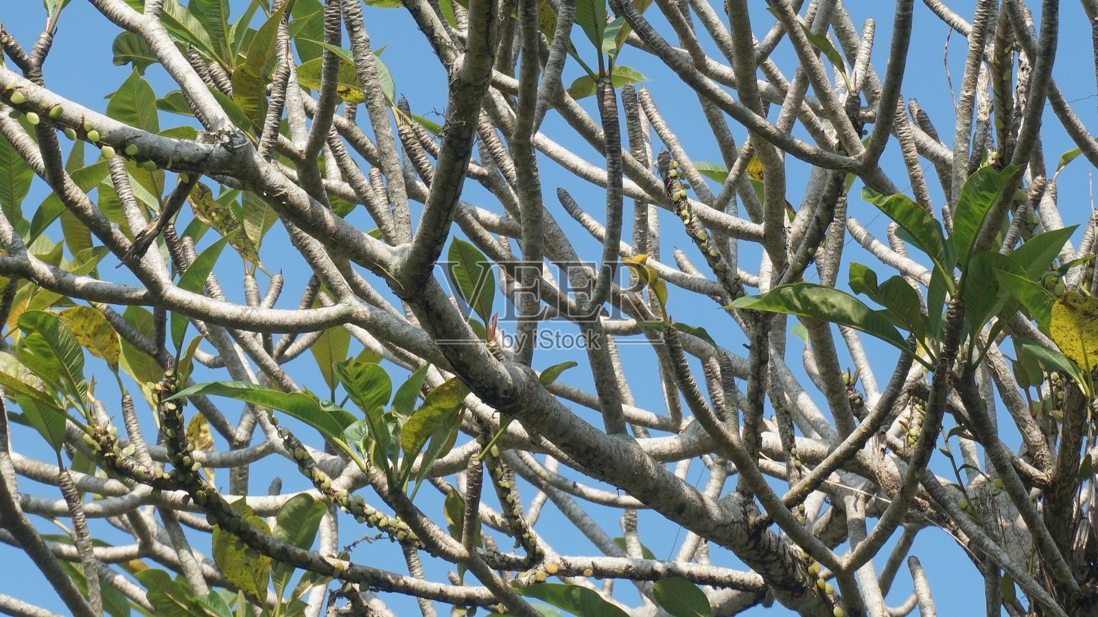 缅栀树，普拉梅利亚树，巴厘岛，印度尼西亚照片摄影图片