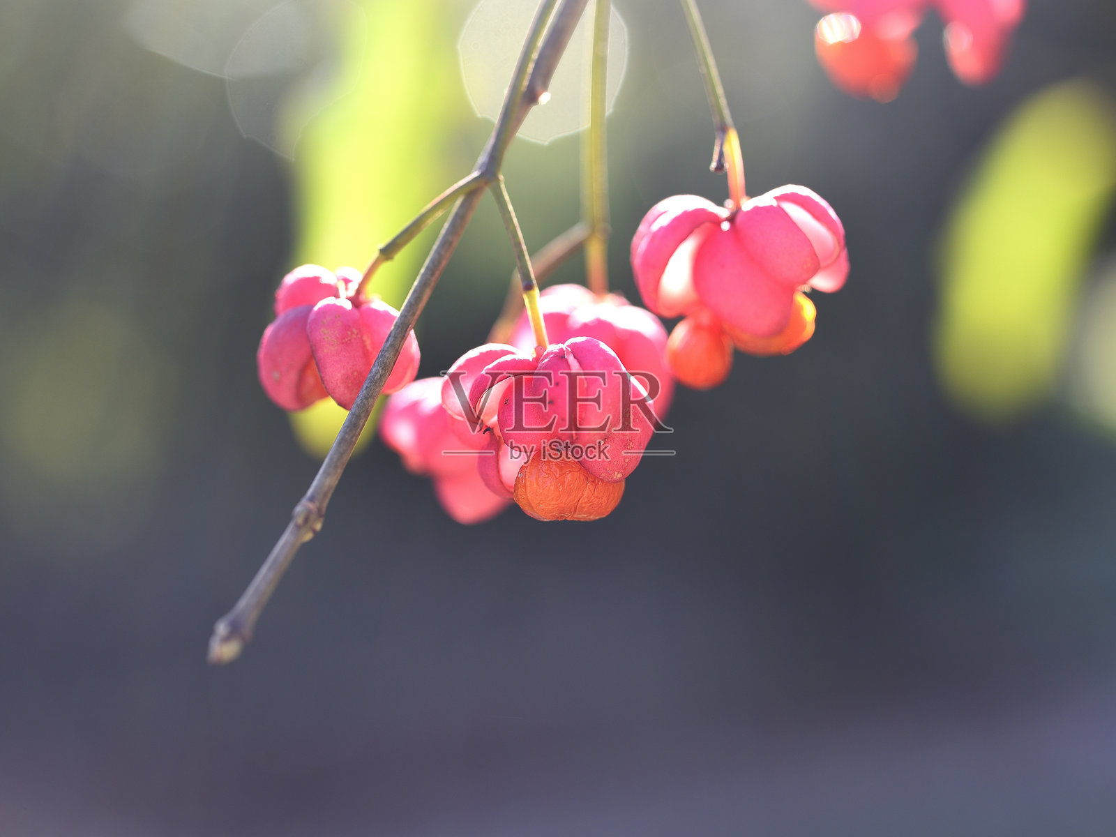 欧洲卫矛（Priest hat），冬季果实照片摄影图片