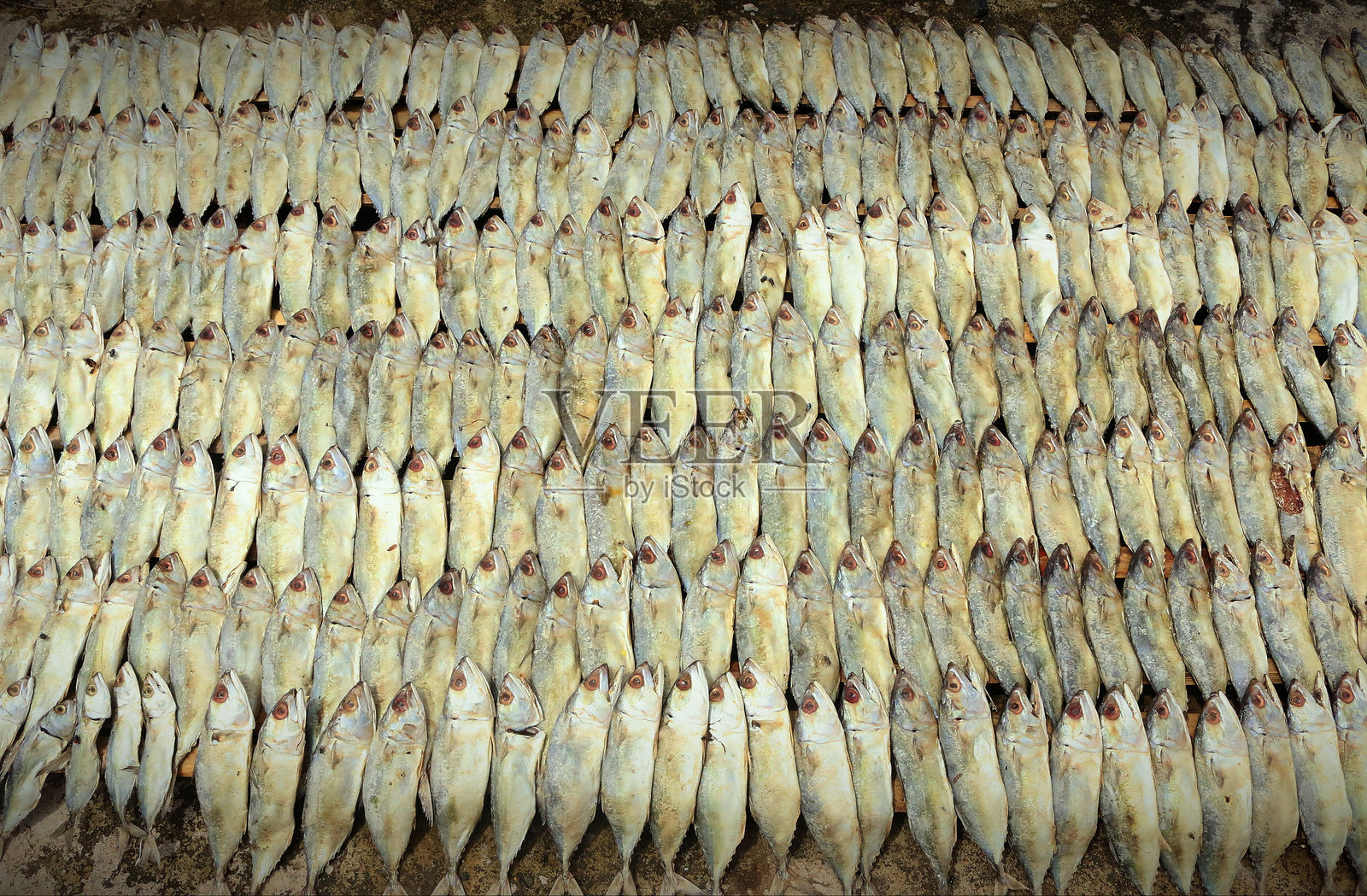 将鲭鱼晾干以制作咸鱼的过程照片摄影图片