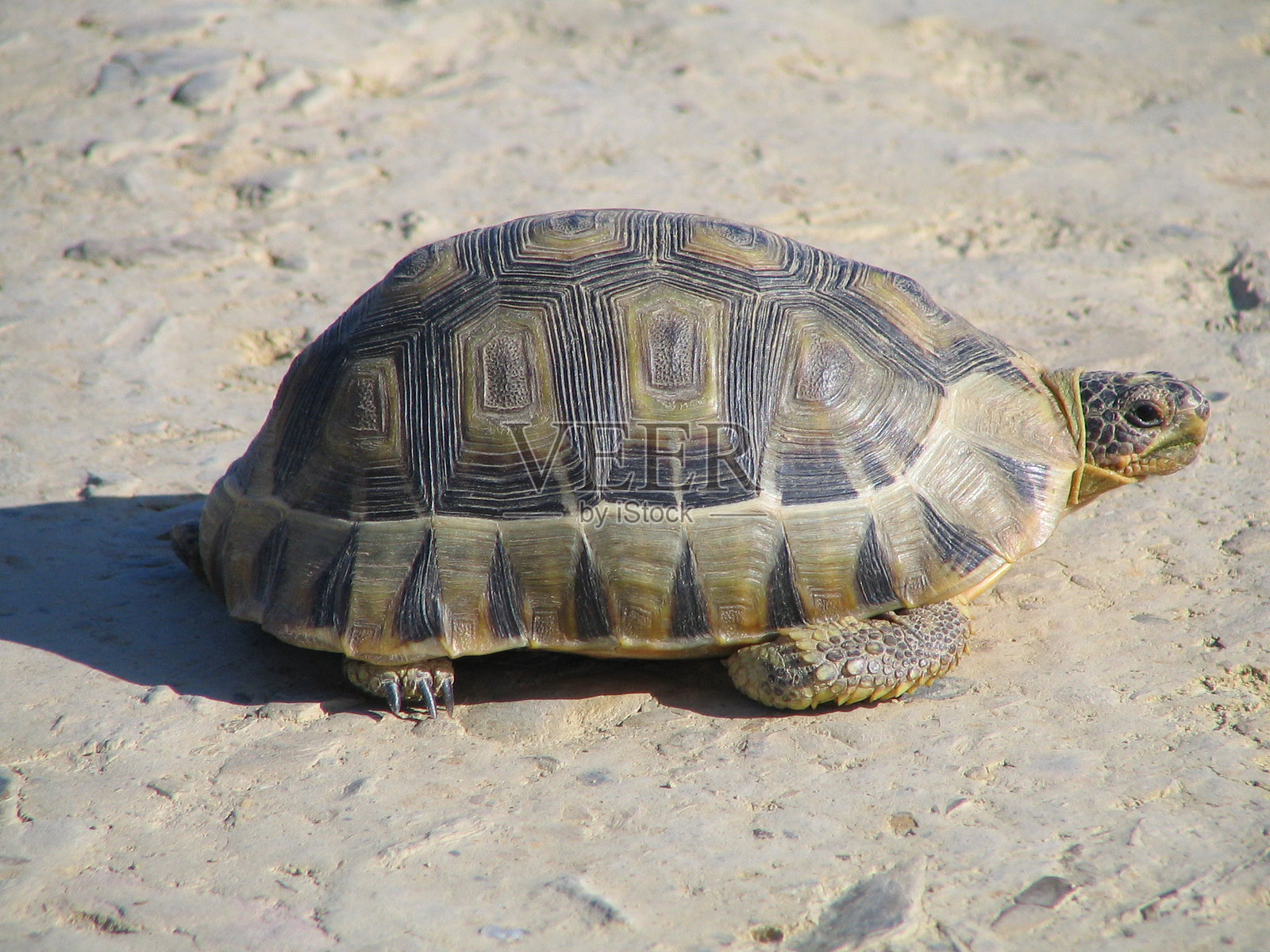 乌龟。照片摄影图片