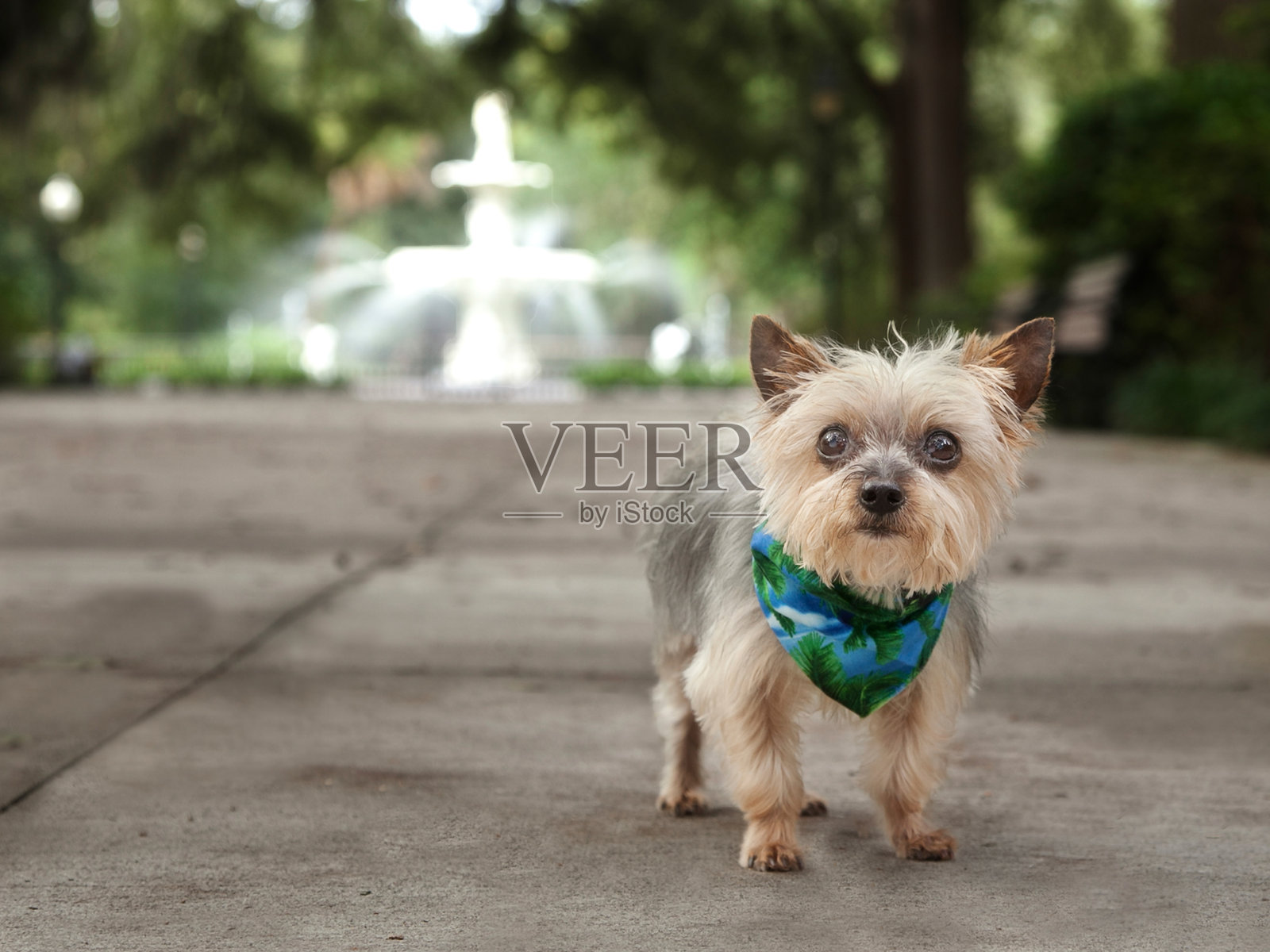 小约克夏犬在大喷泉前照片摄影图片
