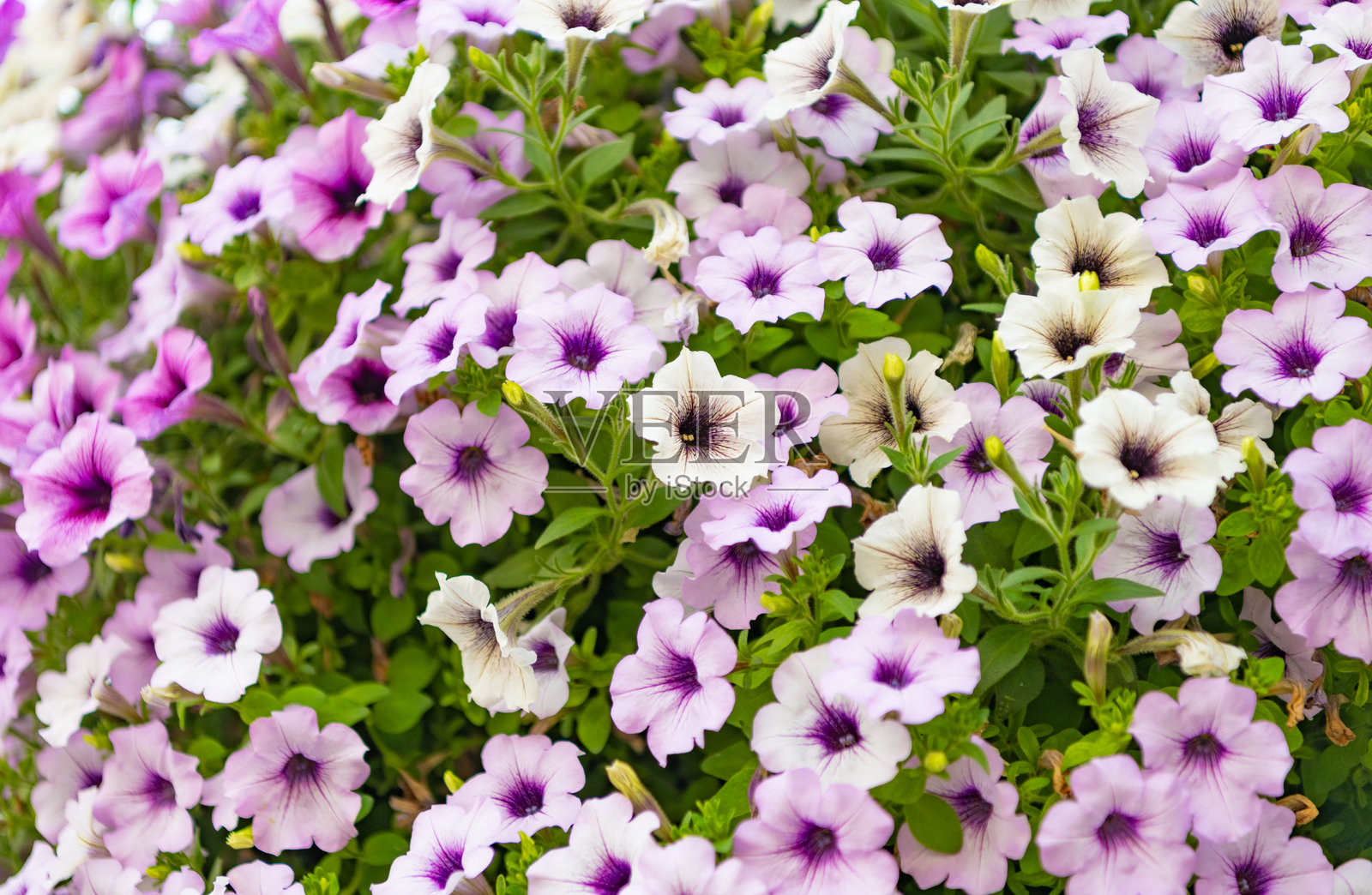 矮牵牛花。生机勃勃的矮牵牛花园花朵。自然中的矮牵牛花。夏季自然。鲜艳的开花植物花序。矮牵牛花。开花背景。照片摄影图片