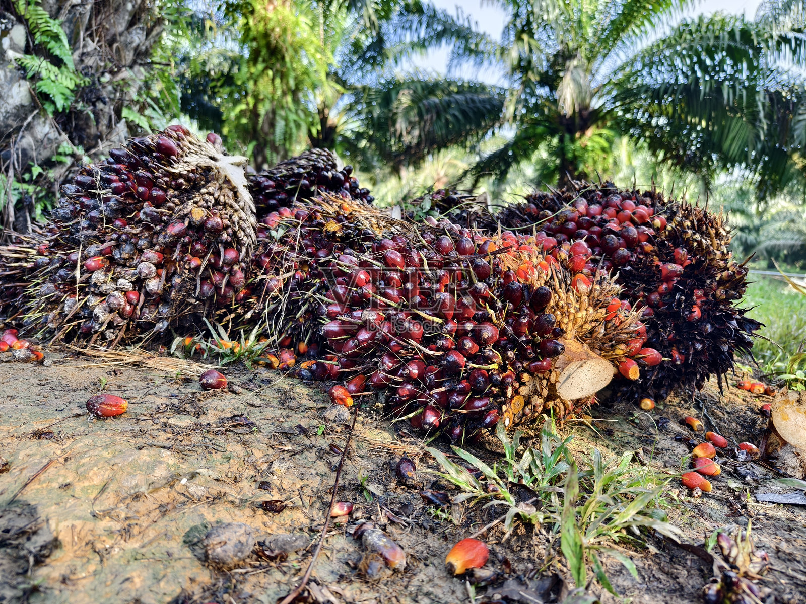 收获后的油棕果照片摄影图片