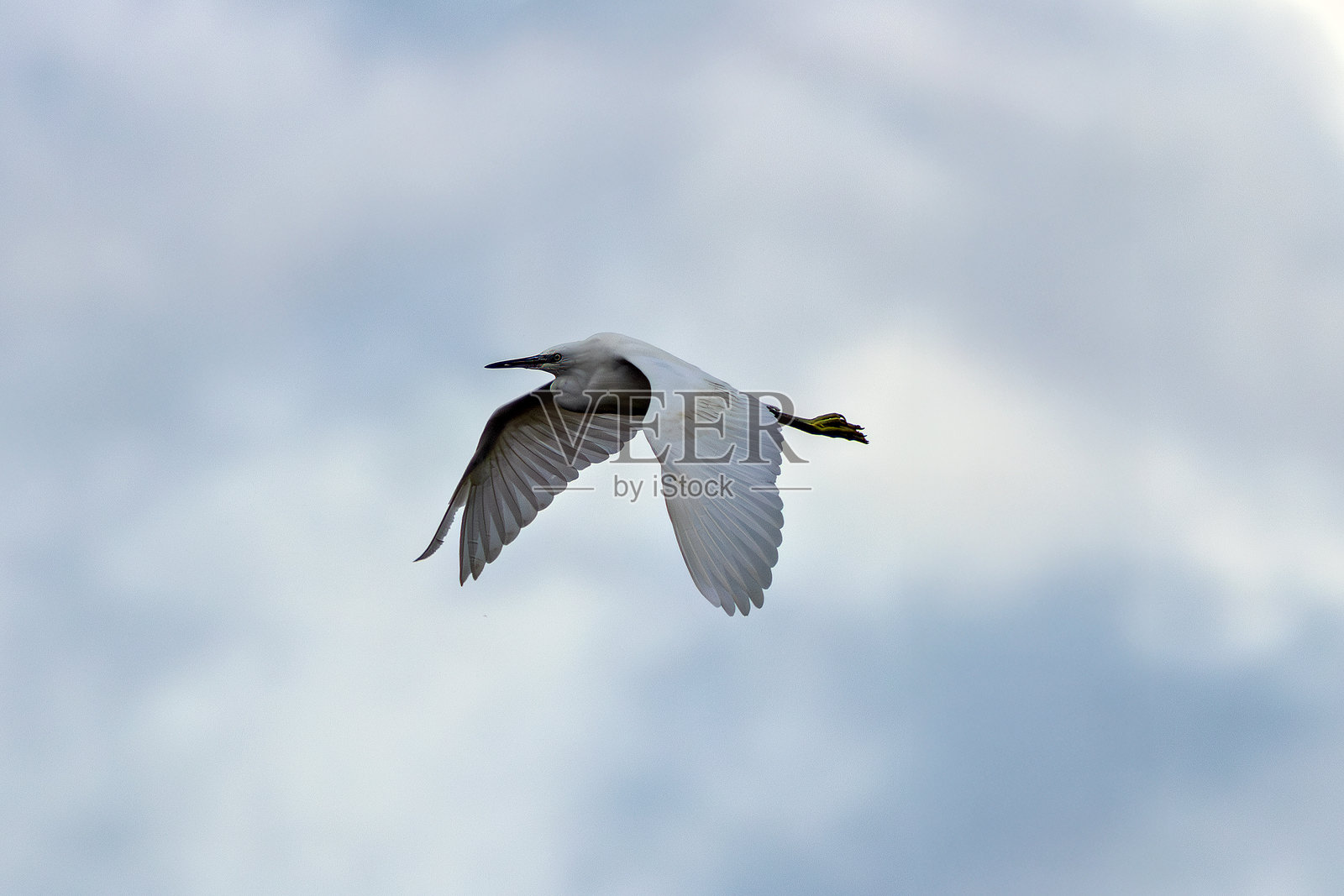 小白鹭（Egretta garzetta）- 常见于湿地、沿海地区和河口。照片摄影图片