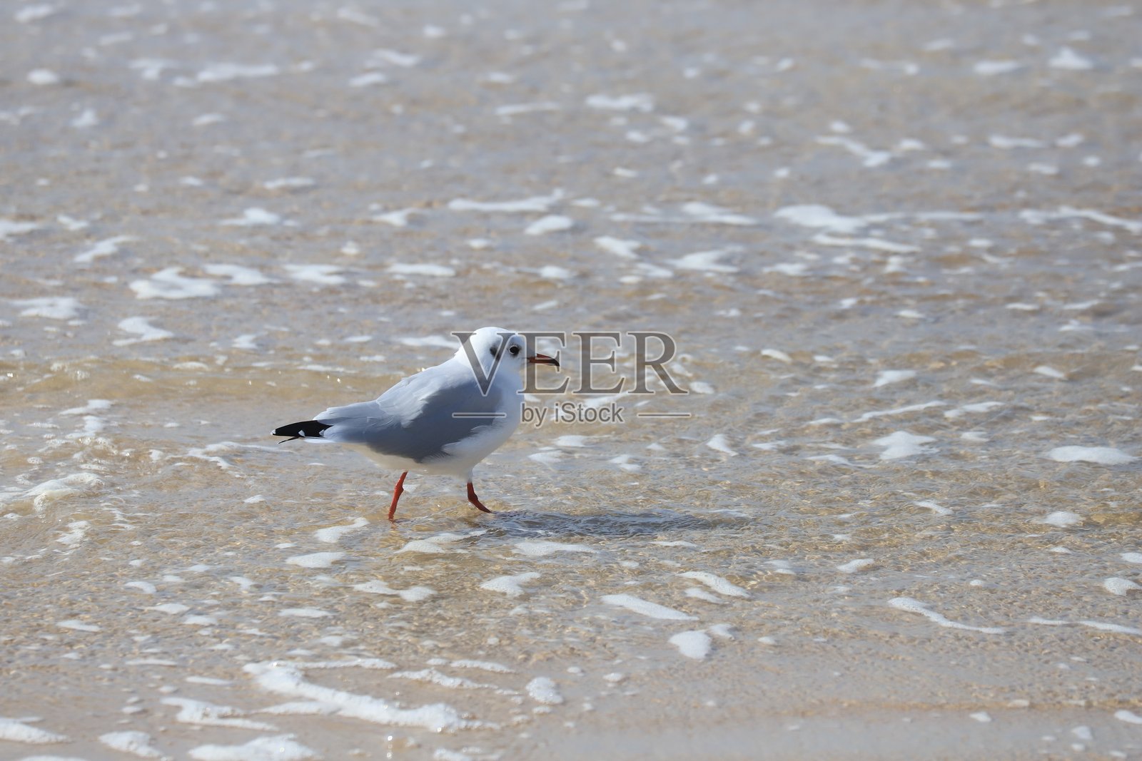 普通鸥 (Larus canus)。照片摄影图片