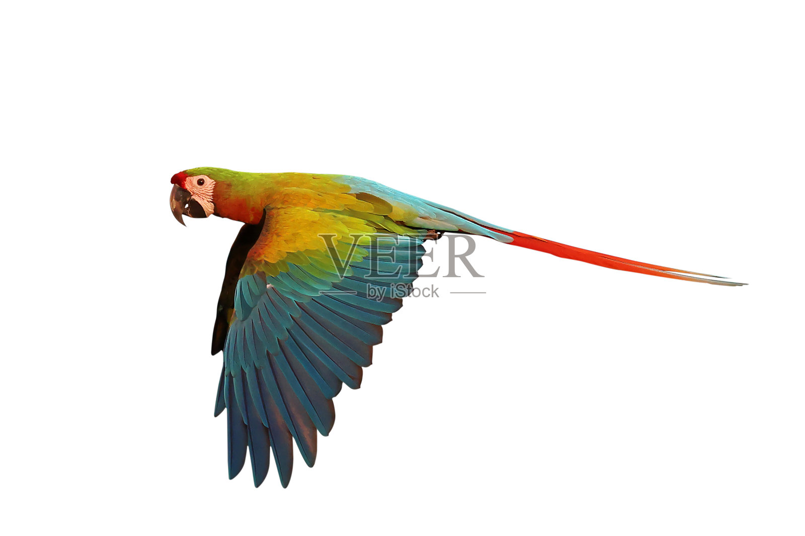 鹦鹉照片摄影图片