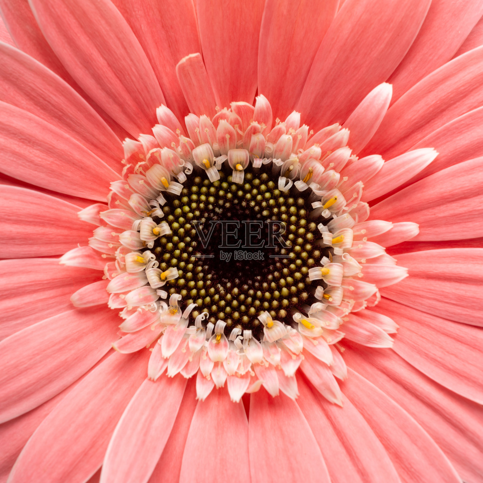 粉色非洲菊的特写镜头照片摄影图片