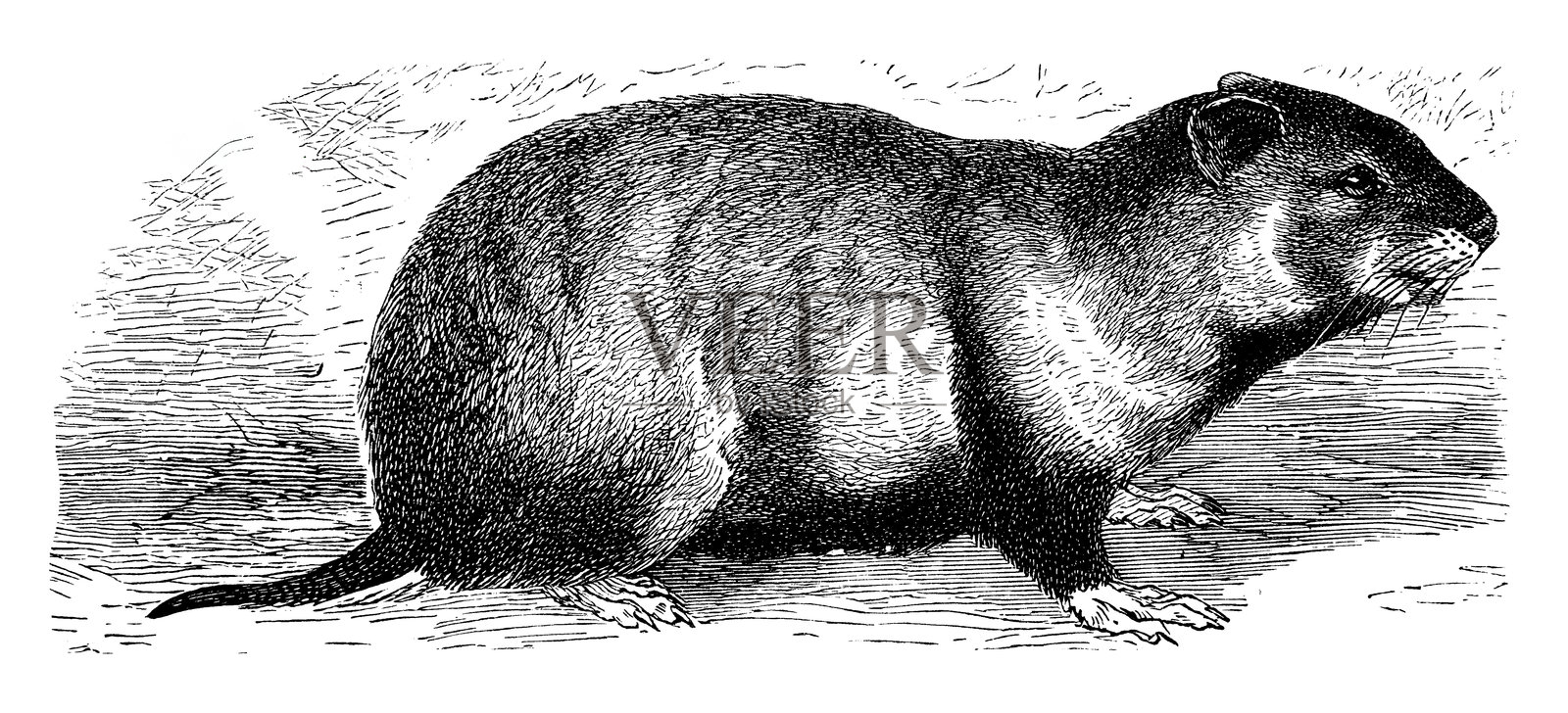 仓鼠 (Cricetus frumentarius)插画图片素材