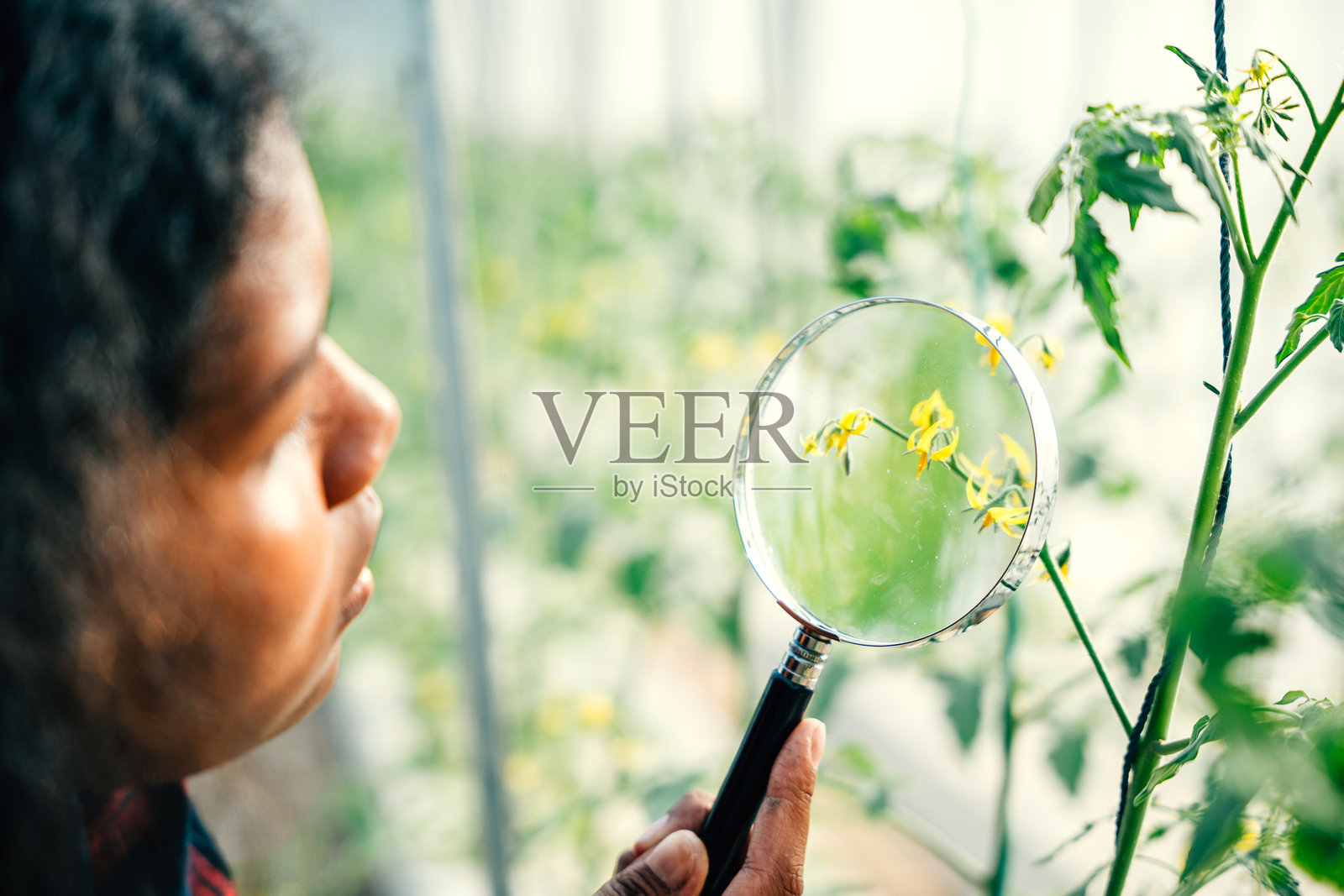 在户外花园中，一位黑肤女性，热爱园艺和农业，正在用放大镜检查花朵的生长情况。照片摄影图片