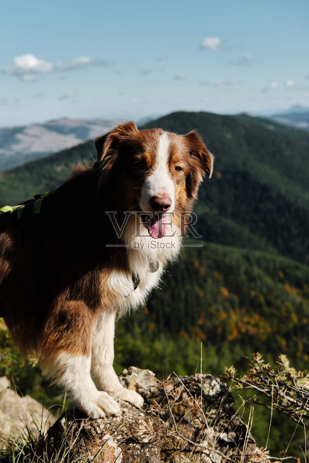 棕色毛茸茸的澳大利亚牧羊犬在阳光明媚、温暖的日子里站在山上的悬崖上。与宠物一起徒步旅行的概念。狗在自然中的肖像。照片摄影图片