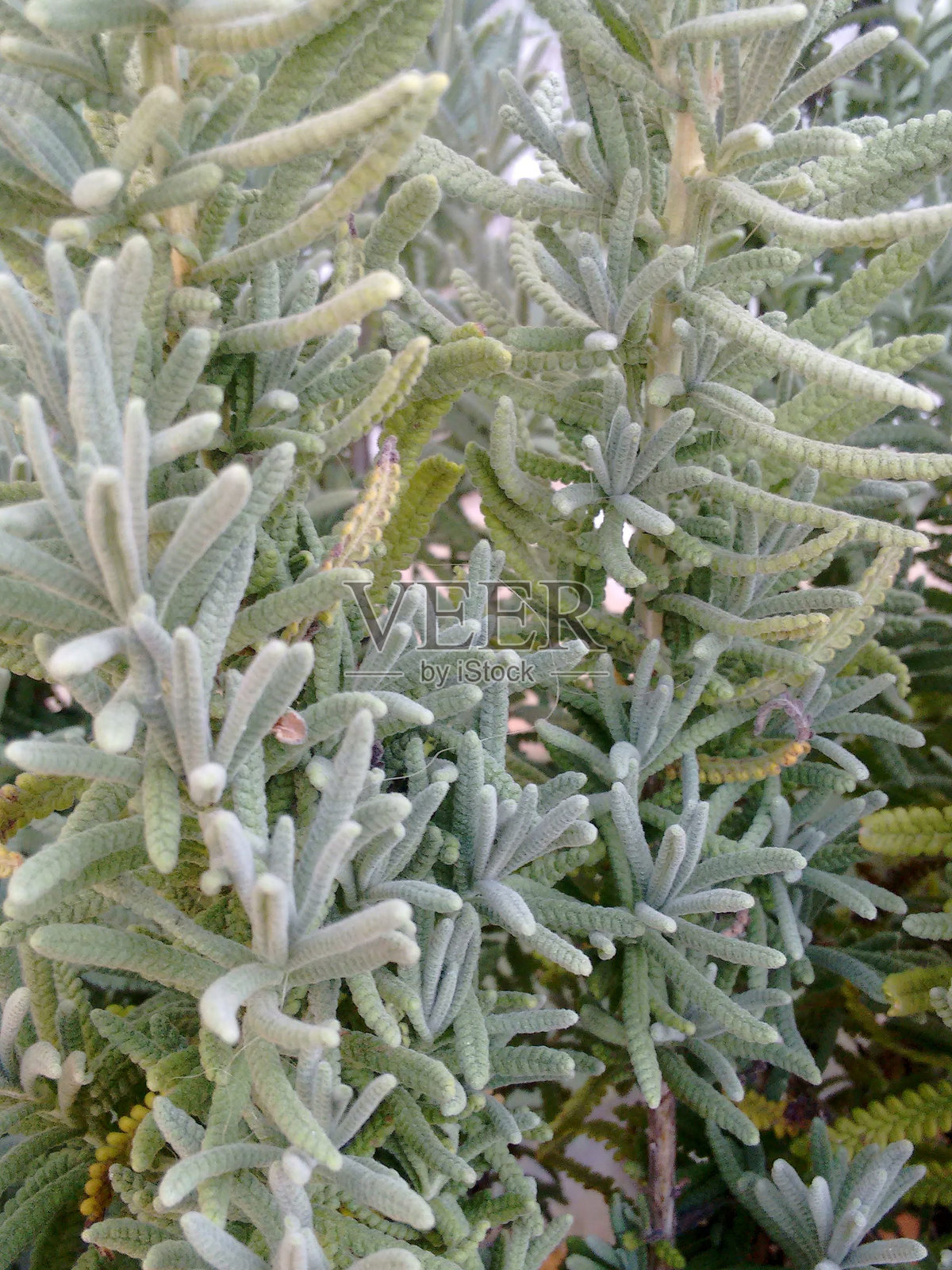 薰衣草叶：质地、颜色和香气。薰衣草叶：植物的绿灰色美。薰衣草叶的魅力：用途和好处。薰衣草叶：芳香和治疗效果。薰衣草叶的结构：自然的细节。照片摄影图片