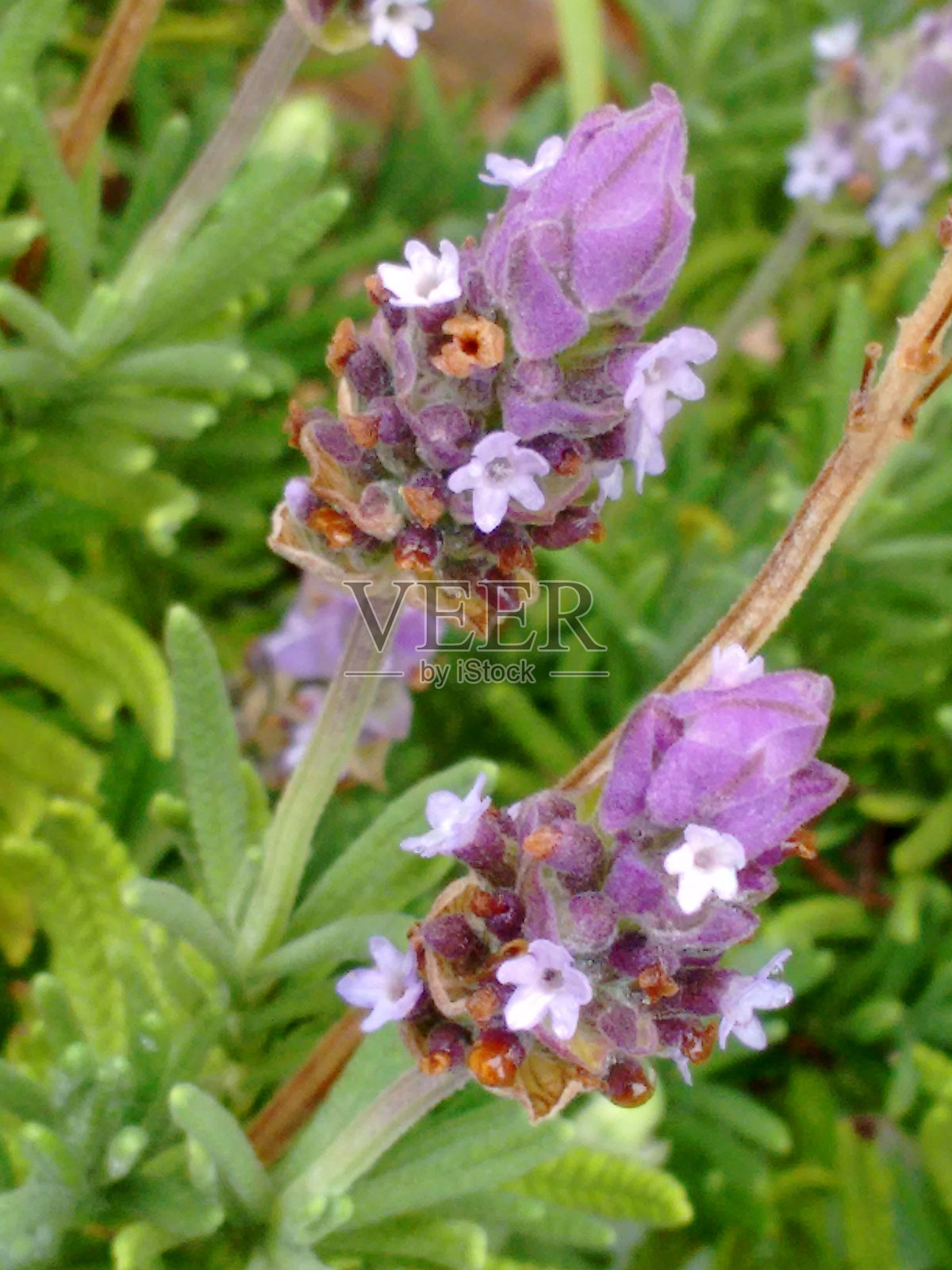 薰衣草花序的衰退：衰退之美。自然循环：花序的最后阶段。从新鲜到干燥花朵的过渡。衰退中的花穗：另一种视角。成熟的花序：从青春到衰退。照片摄影图片