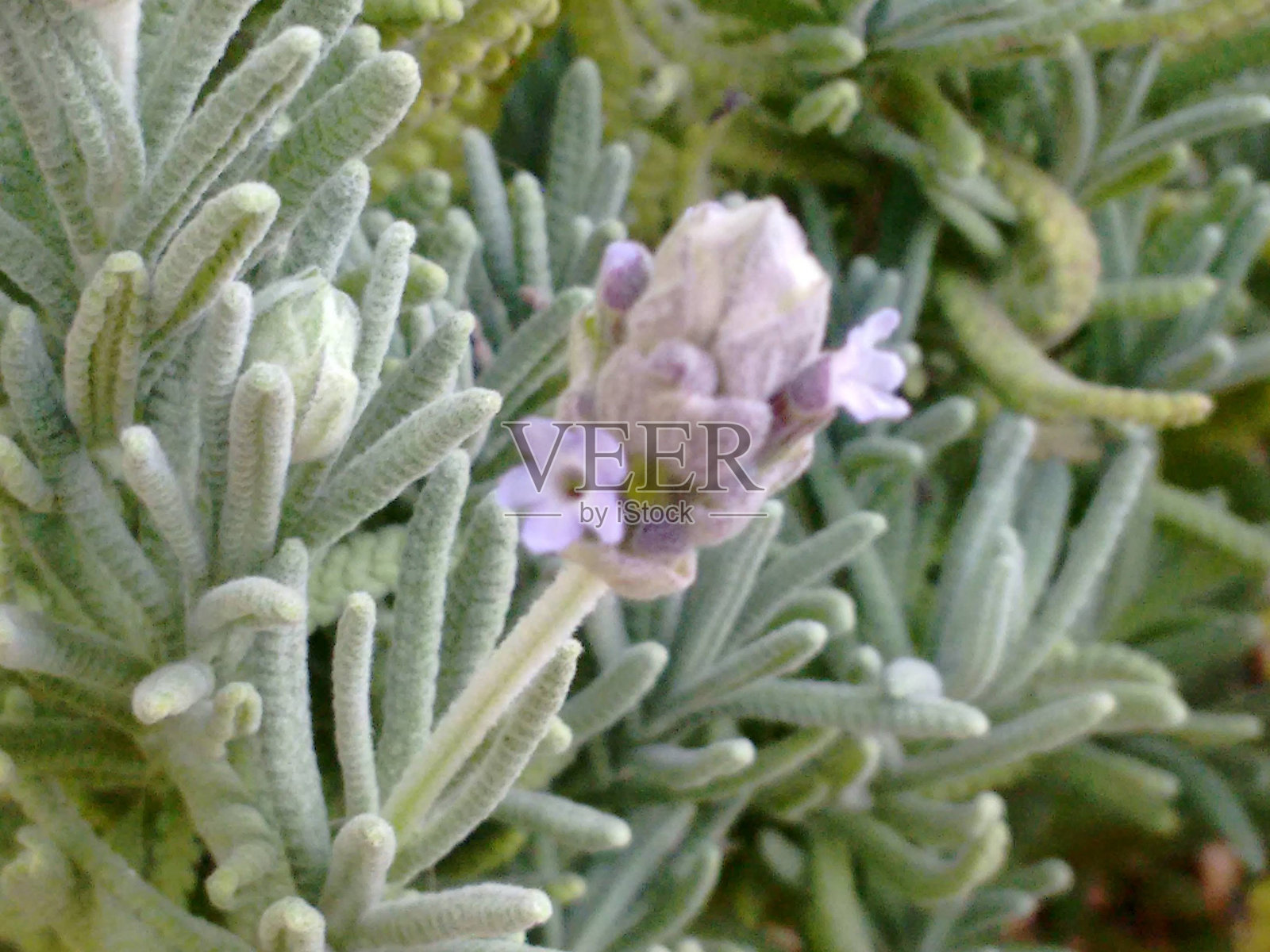 薰衣草的多样性与芬芳：种类与品种。紫色之美：英语、法语和西班牙语品种。英式薰衣草与西班牙薰衣草。薰衣草的魅力：从阿尔法泽玛到芳香疗法。花园的芬芳触感。照片摄影图片