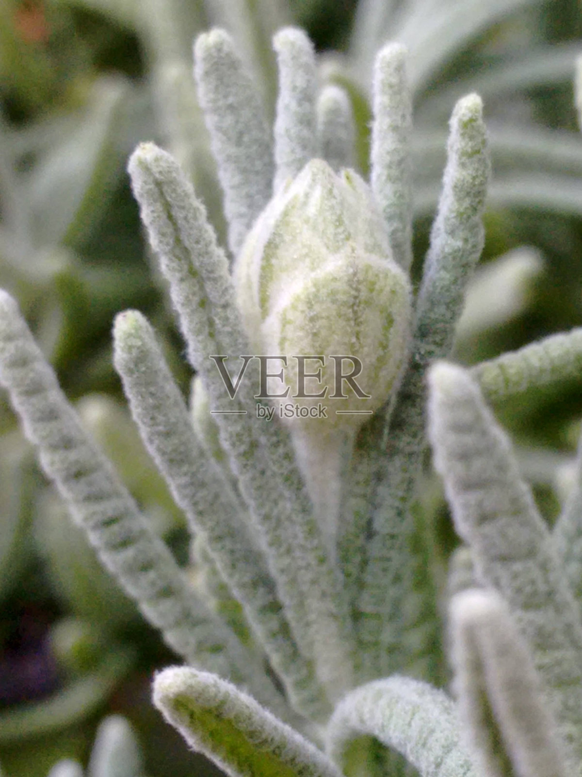 薰衣草植物：触手可及的美丽与芳香疗法。薰衣草：装饰与宁静的植物。花园中薰衣草的优雅。薰衣草植物：一丝清新与传统。薰衣草：常青的花卉与香气植物。照片摄影图片