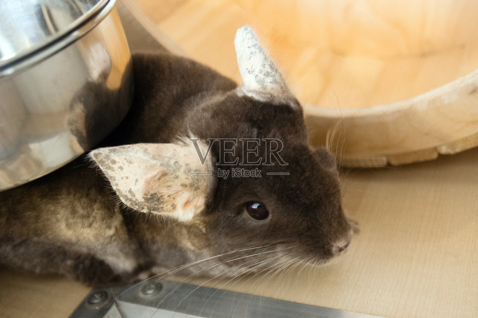 可爱的棕色天竺鼠坐在它的家里，侧面朝上看。照片摄影图片