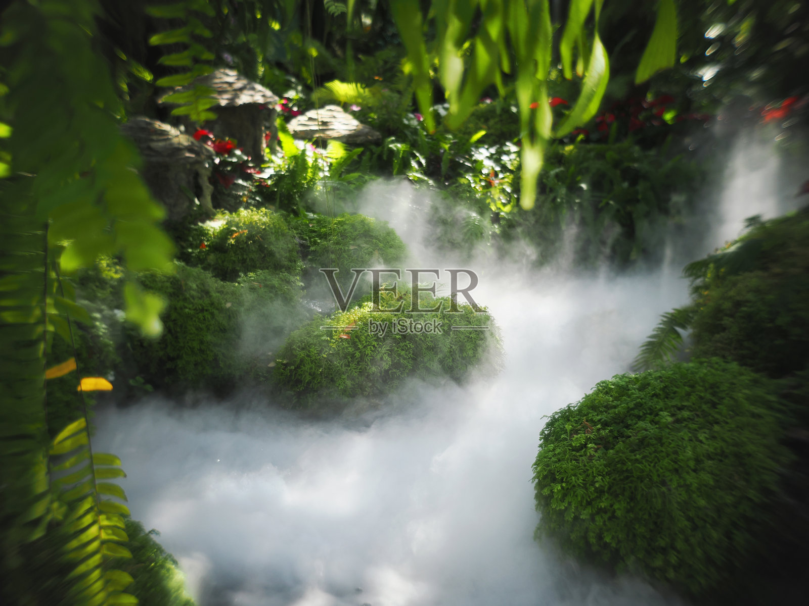 热带花园中有人工雾气或雾霭的咖啡馆和餐厅，阳光自然洒落。大树旁有兰花和各种蕨类植物的叶子。照片摄影图片