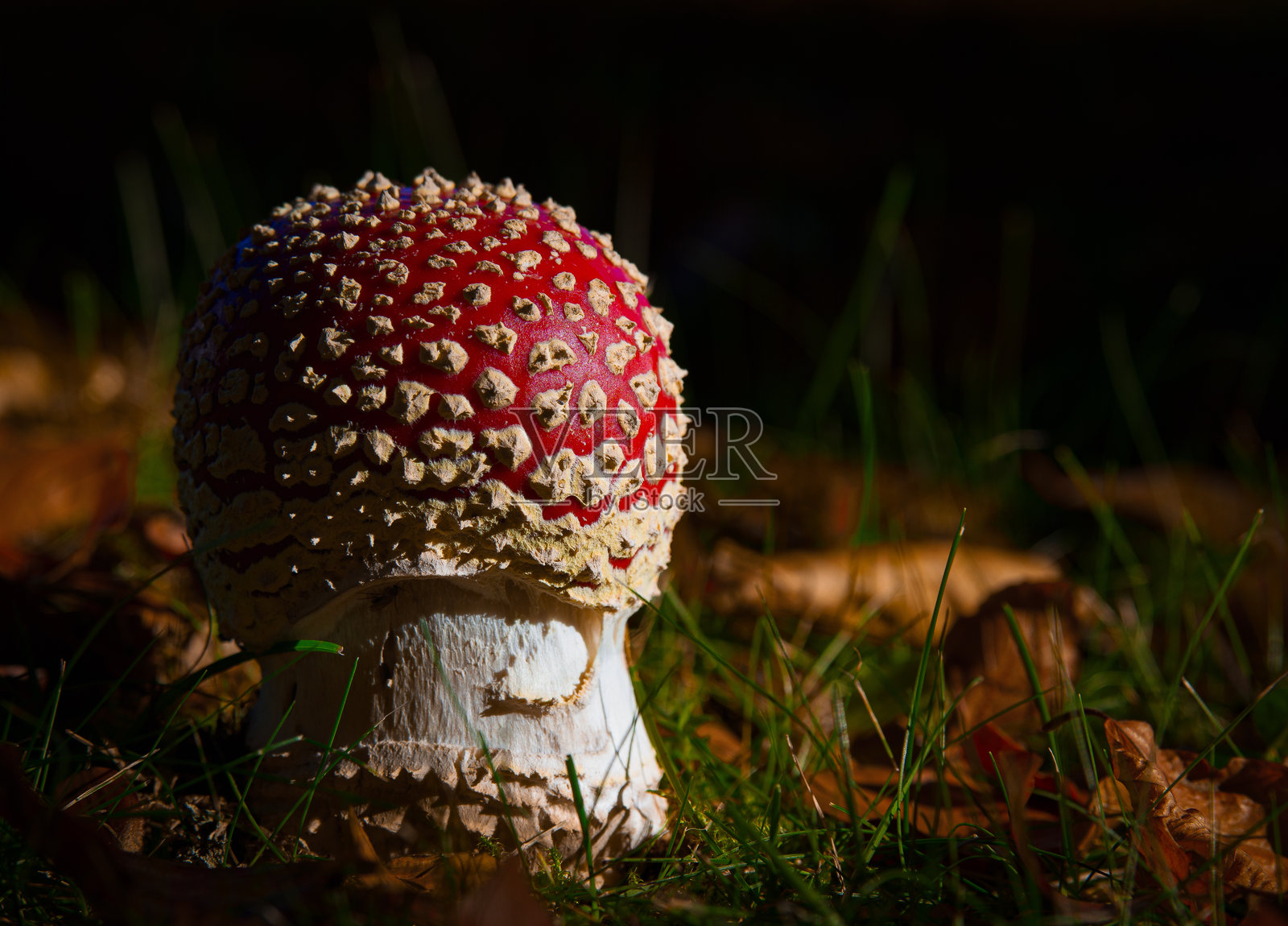 红色苍蝇伞菌照片摄影图片