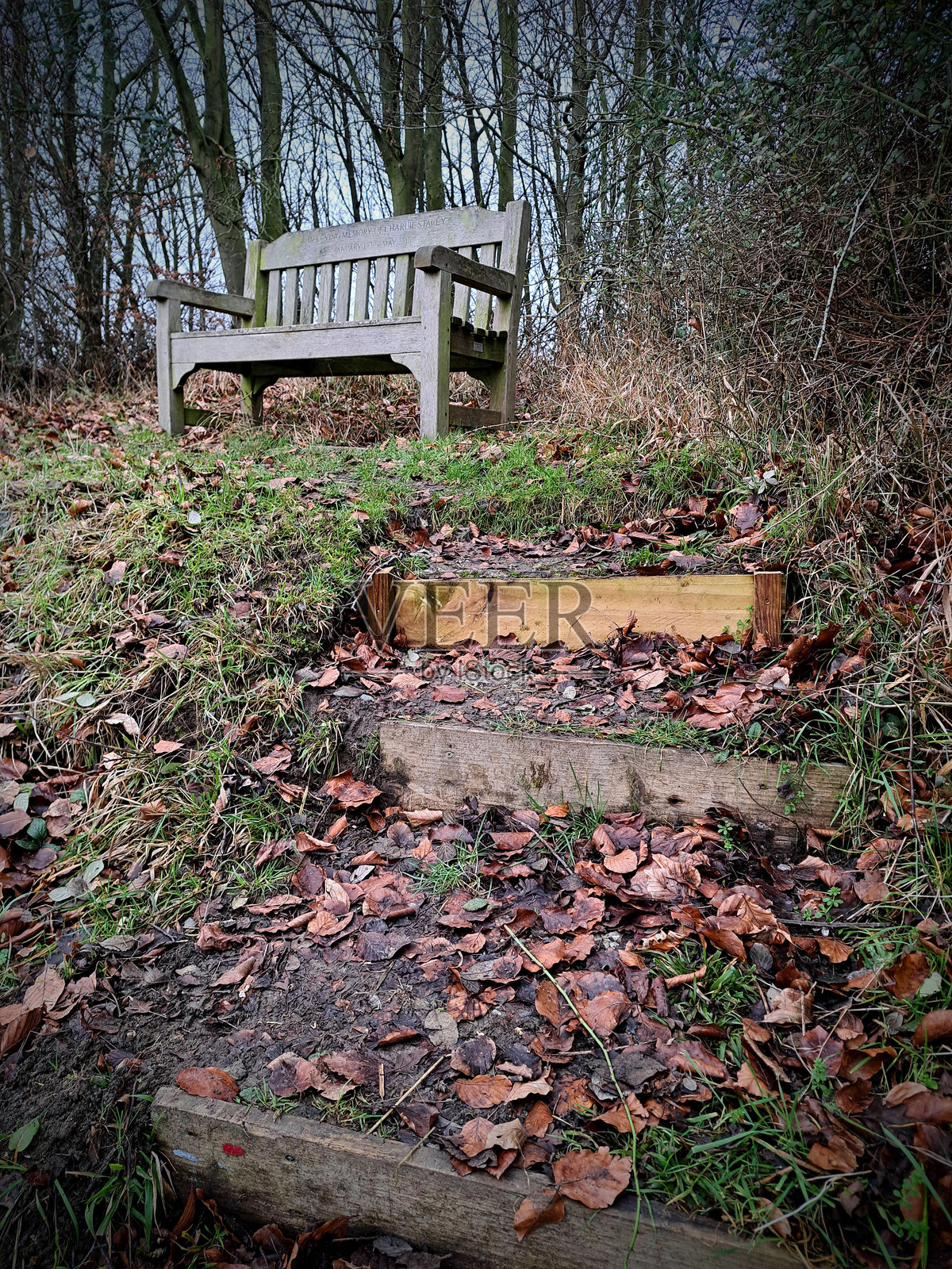 树林中的长椅照片摄影图片