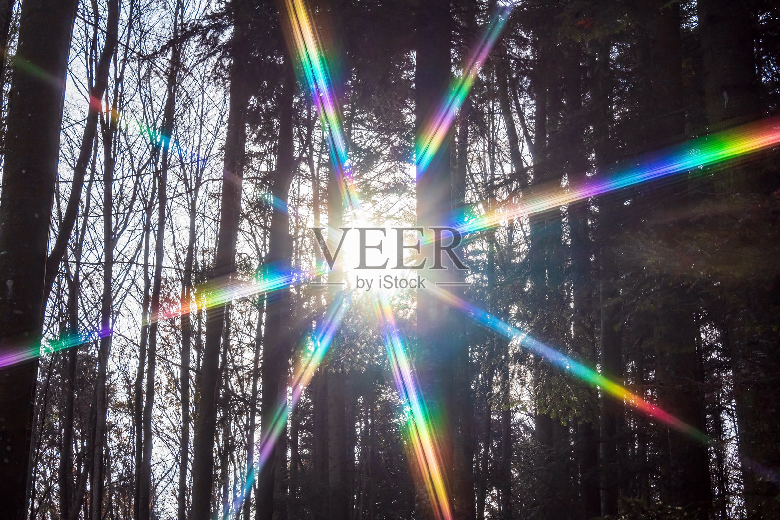 风景 - 森林 - 欧洲，罗马尼亚，苏恰瓦地区照片摄影图片