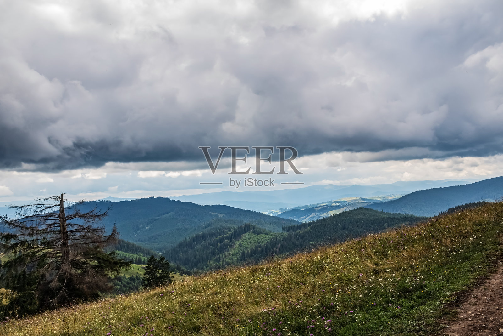 风景 - 森林 - 欧洲，罗马尼亚，苏恰瓦地区照片摄影图片