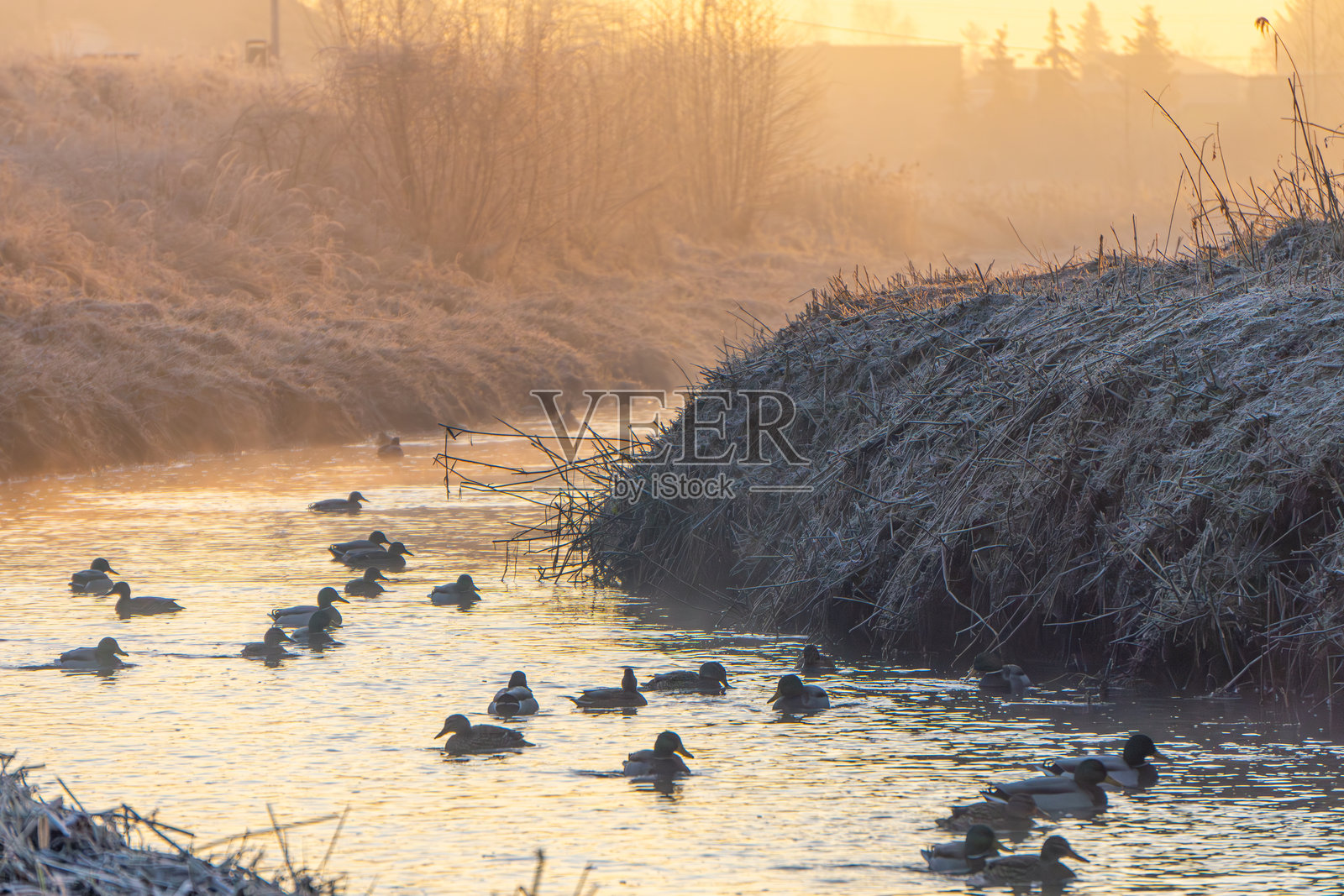 河边寒冷而霜冻的冬晨。河中野生水生动物。日出时分，橙色的天空和太阳。自然中的黎明。自然冬季乡村风景。照片摄影图片