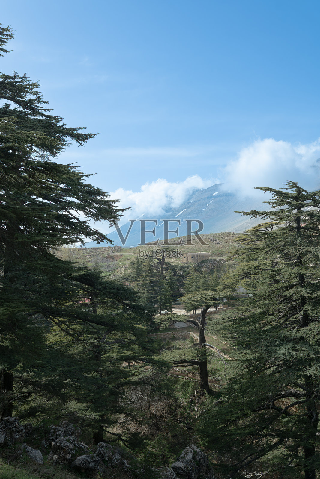 黎巴嫩舒夫生物圈保护区的高大雪松树。照片摄影图片