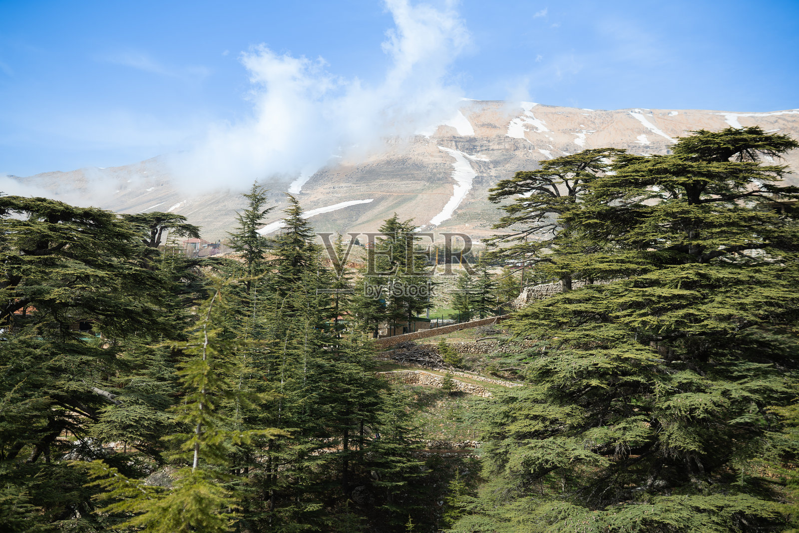 黎巴嫩舒夫生物圈保护区的高大雪松树。照片摄影图片