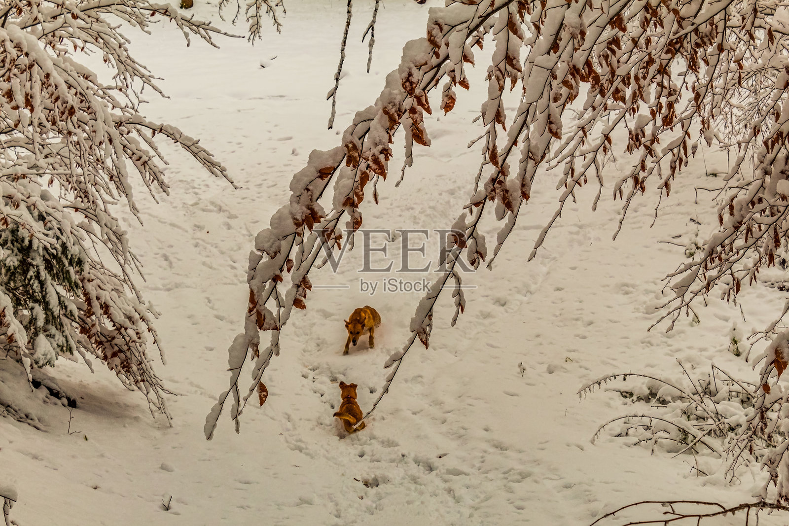 风景 - 森林 - 欧洲，罗马尼亚，苏恰瓦地区照片摄影图片