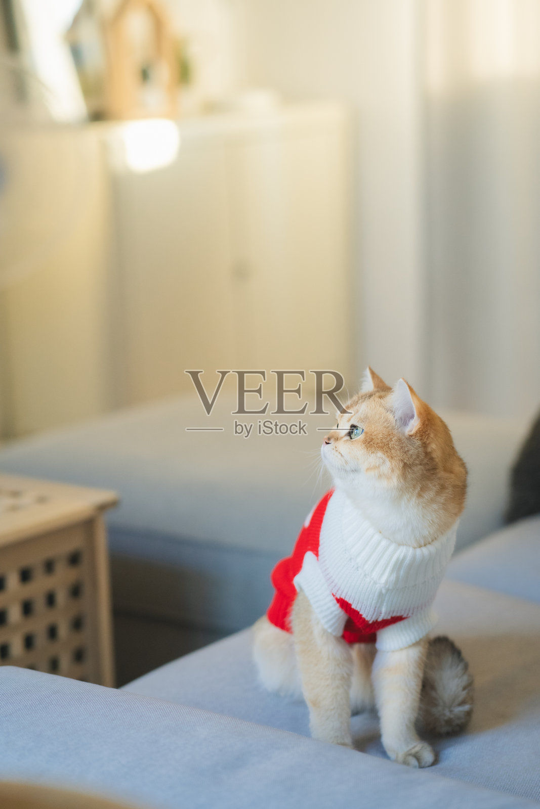 宠物护理概念，英国短毛猫穿着衣服与主人在客厅玩耍照片摄影图片