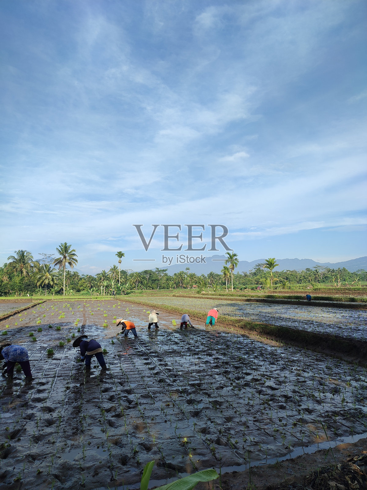 农民们在稻田里种植水稻，背景是蓝天。照片摄影图片