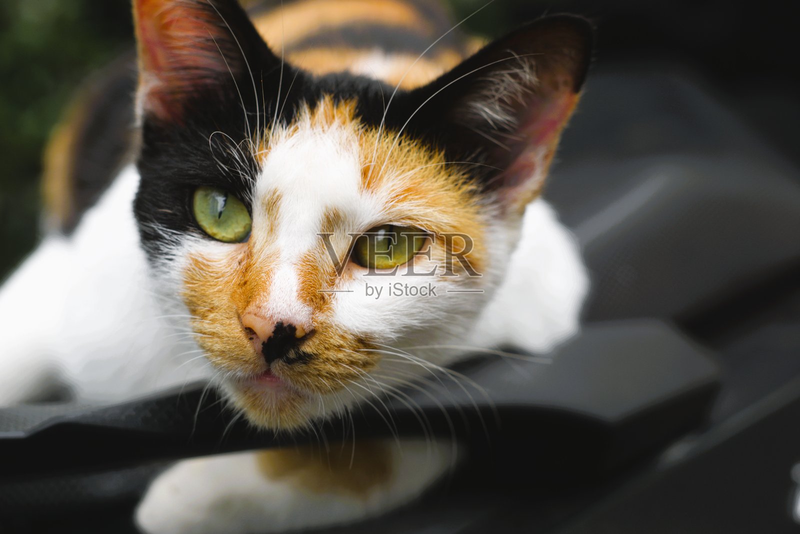 特写镜头下的猫，拥有美丽的眼睛和三种颜色的毛发：白色、棕色和黑色。照片摄影图片