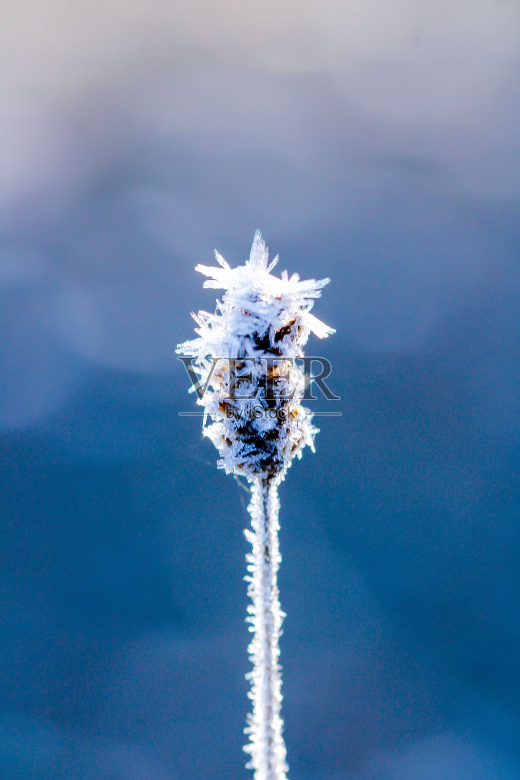 霜冻覆盖的植物特写照片摄影图片