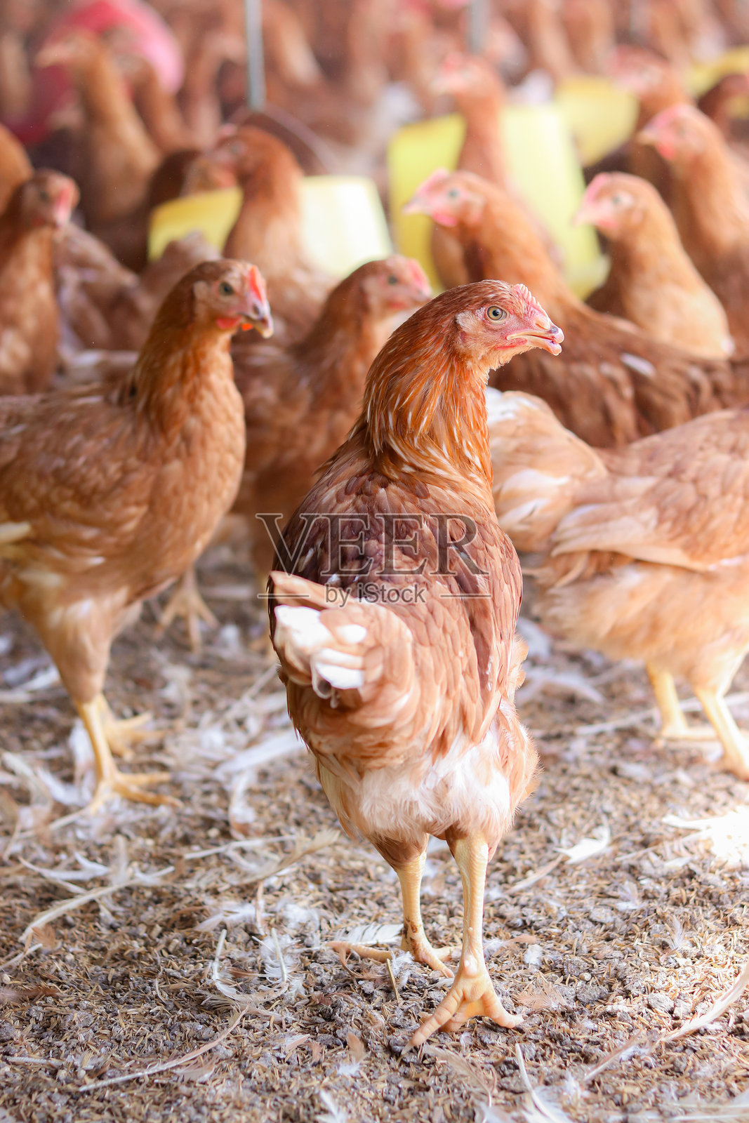 鸡场里棕色鸡的特写镜头照片摄影图片