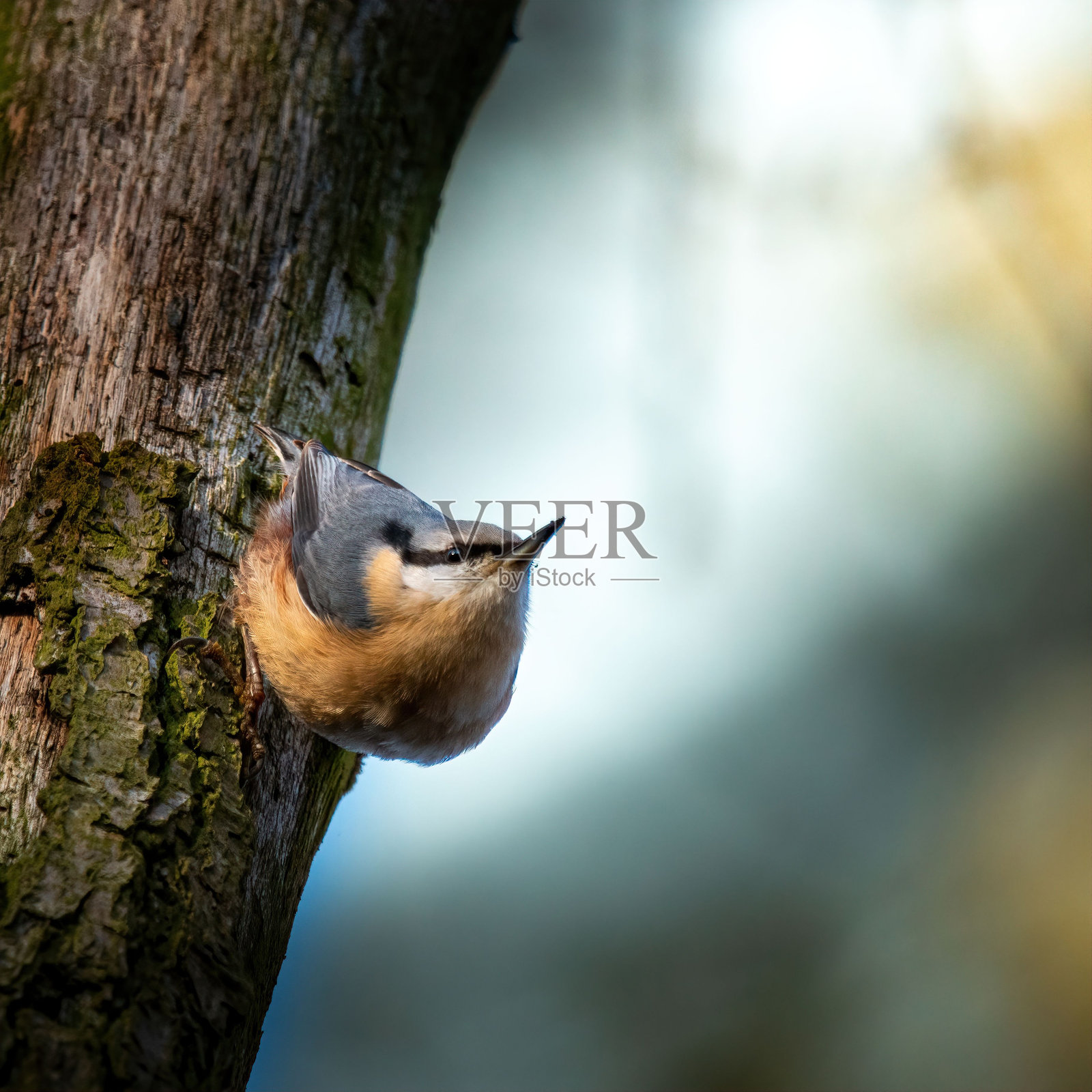 一只短尾山雀栖息在树干上，背景是模糊的自然景色。照片摄影图片