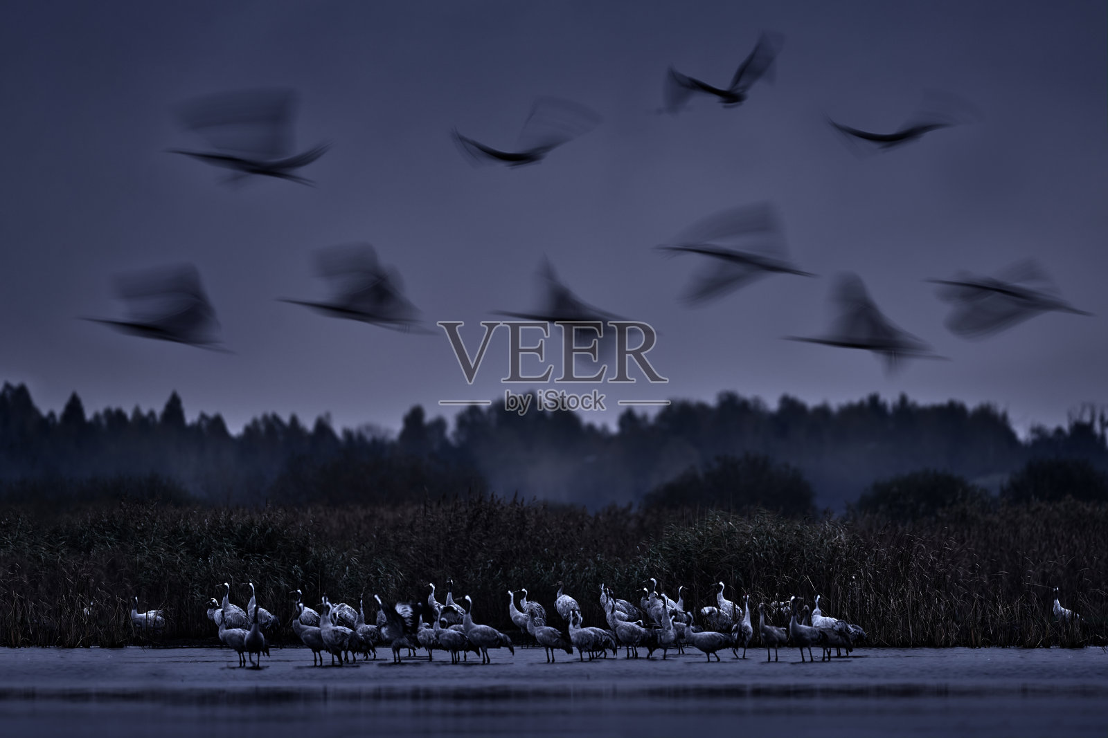 艺术自然，模糊的飞鹤栖息地。波兰野生动物。普通鹤，Grus grus，栖息在自然环境中的大鸟。来自欧洲的野生动物场景。灰鹤，长脖子。水中的大鸟。照片摄影图片