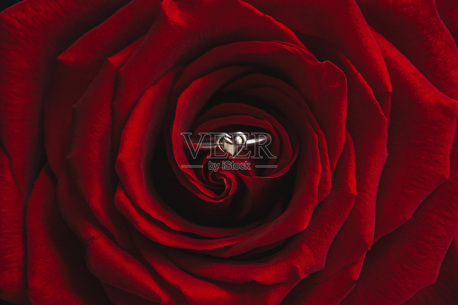 浪漫的举动，手捧红玫瑰和订婚戒指照片摄影图片