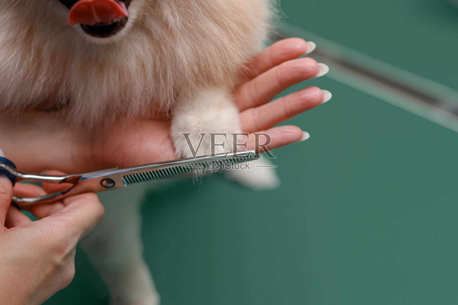 狗狗美容照片摄影图片