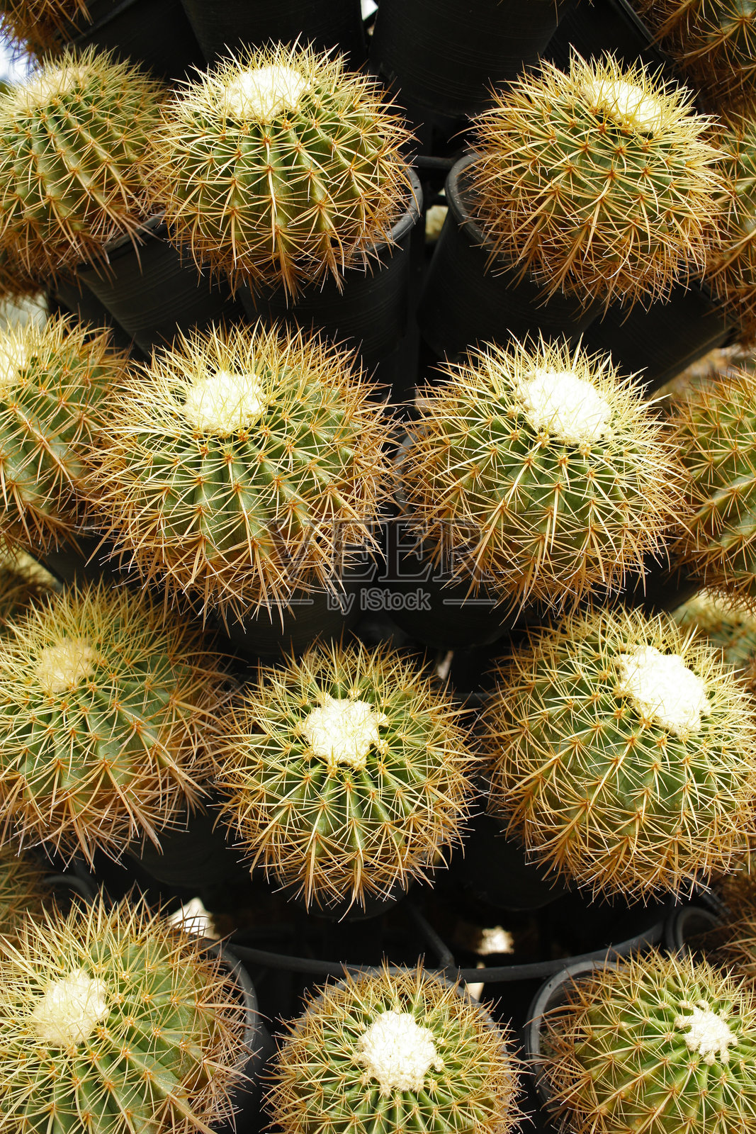 黄色绿色的圆形刺球仙人掌在花盆中，背景。照片摄影图片